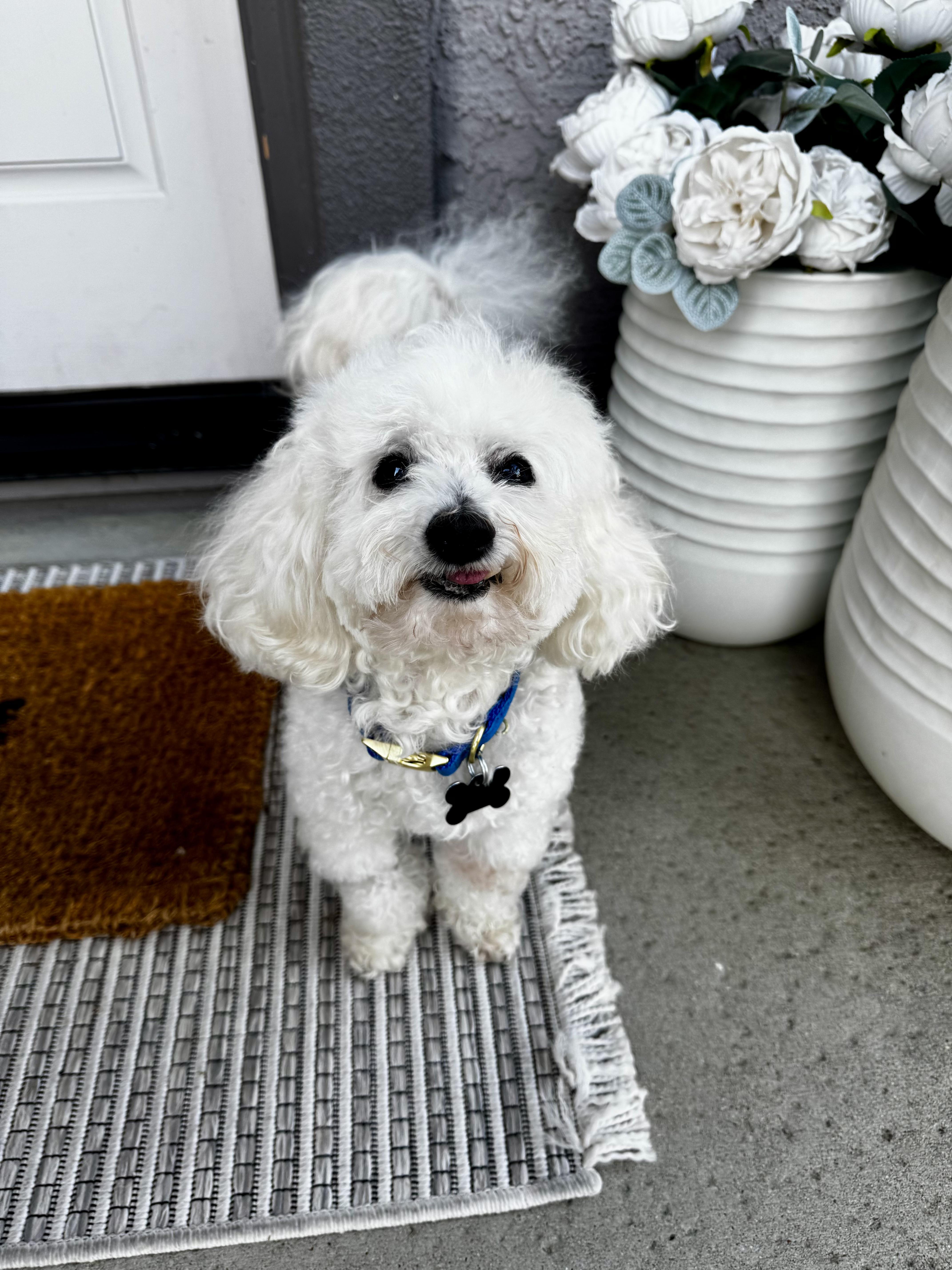 Jake, ADOPTABLE, Senior Male Maltese.