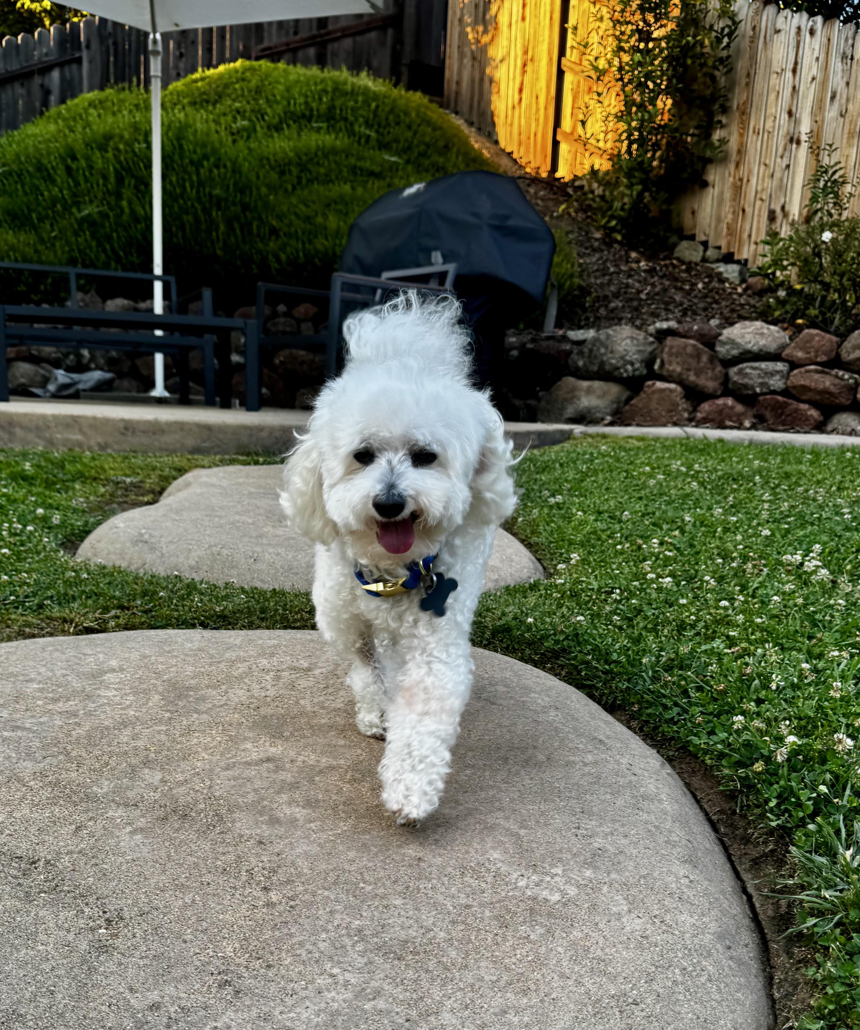 Enlarge Jake, a ADOPTABLE Maltese in Fair Oaks, CA image 3/3