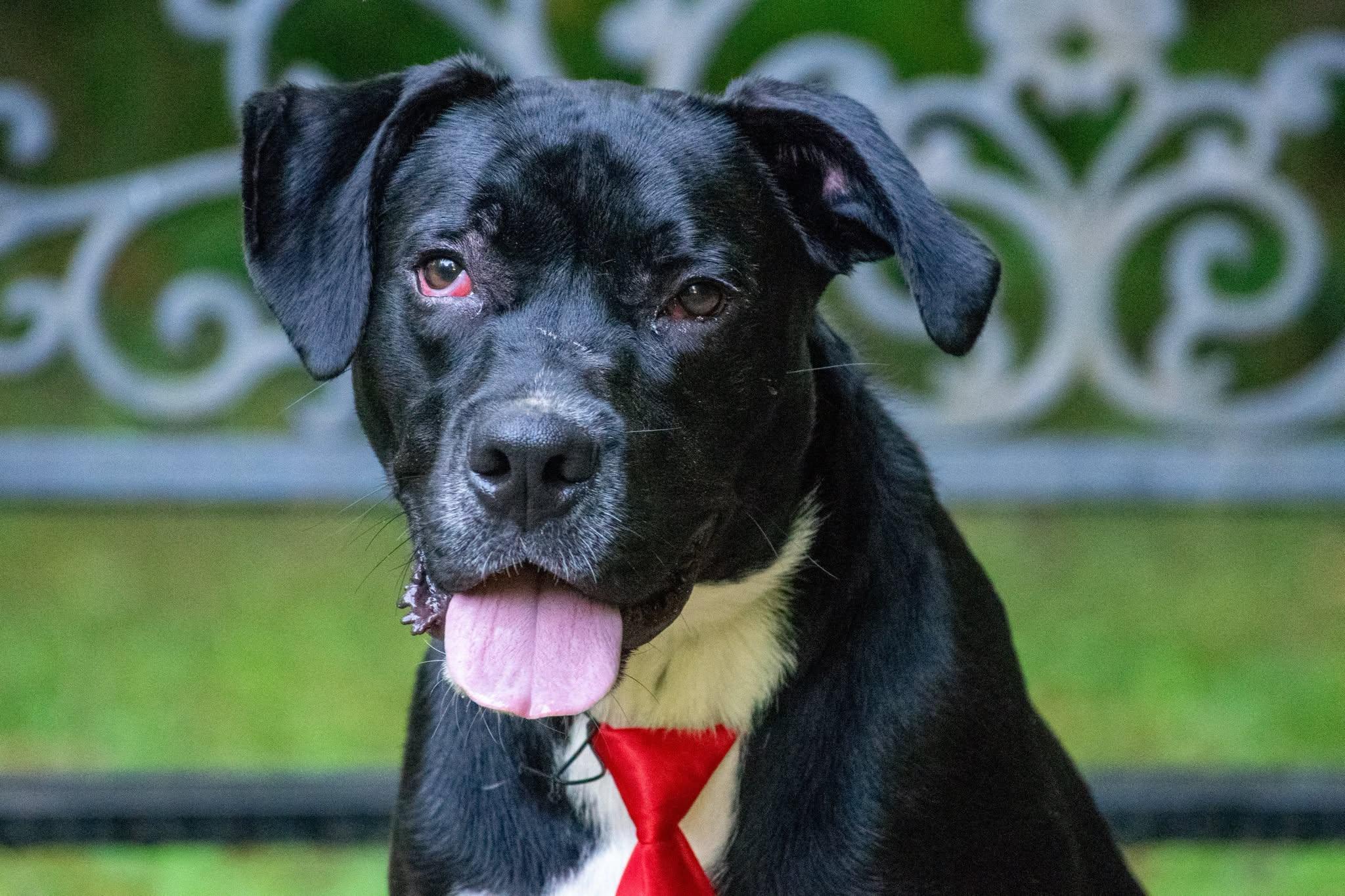 Enlarge Onyx, a Adopted mixed breed in Sevierville, TN image 3/3