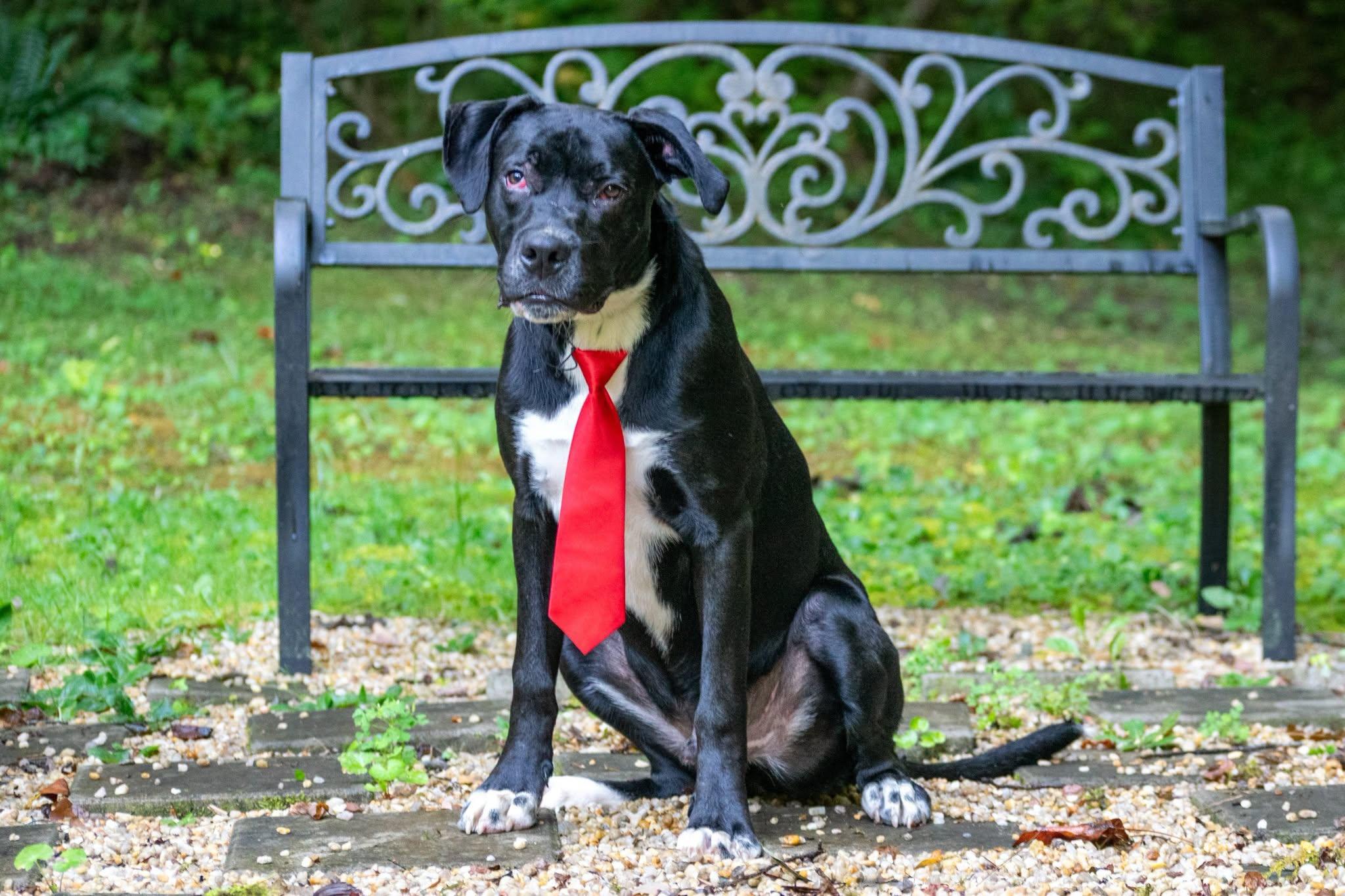 Enlarge Onyx, a Adopted mixed breed in Sevierville, TN image 2/3