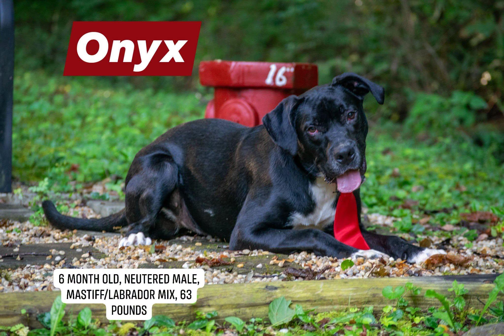 Onyx, Adopted, Young Male Labrador Retriever & Mastiff.