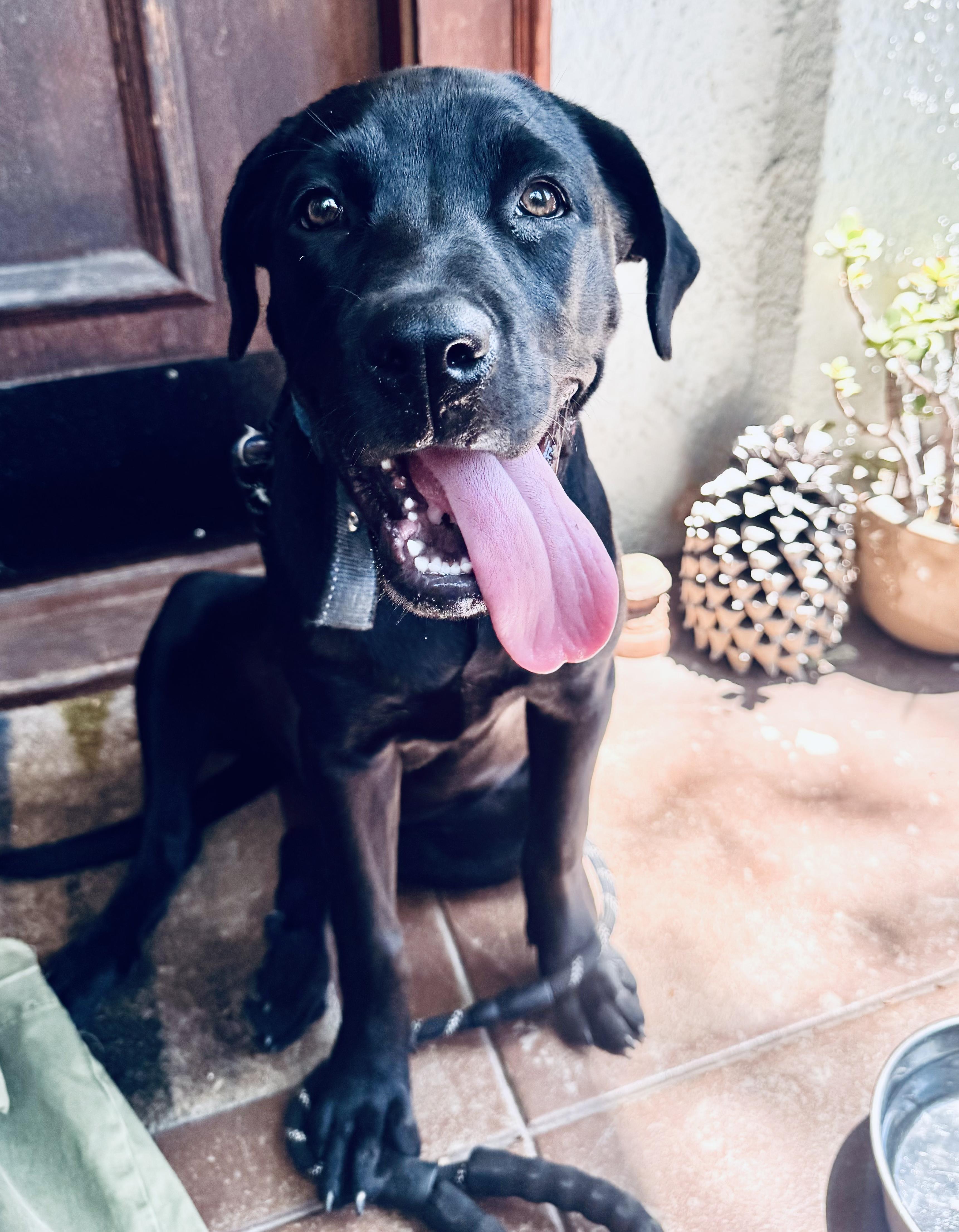 Enlarge Little Pepper, an adopted mixed breed in Los Angeles, CA image 1/4