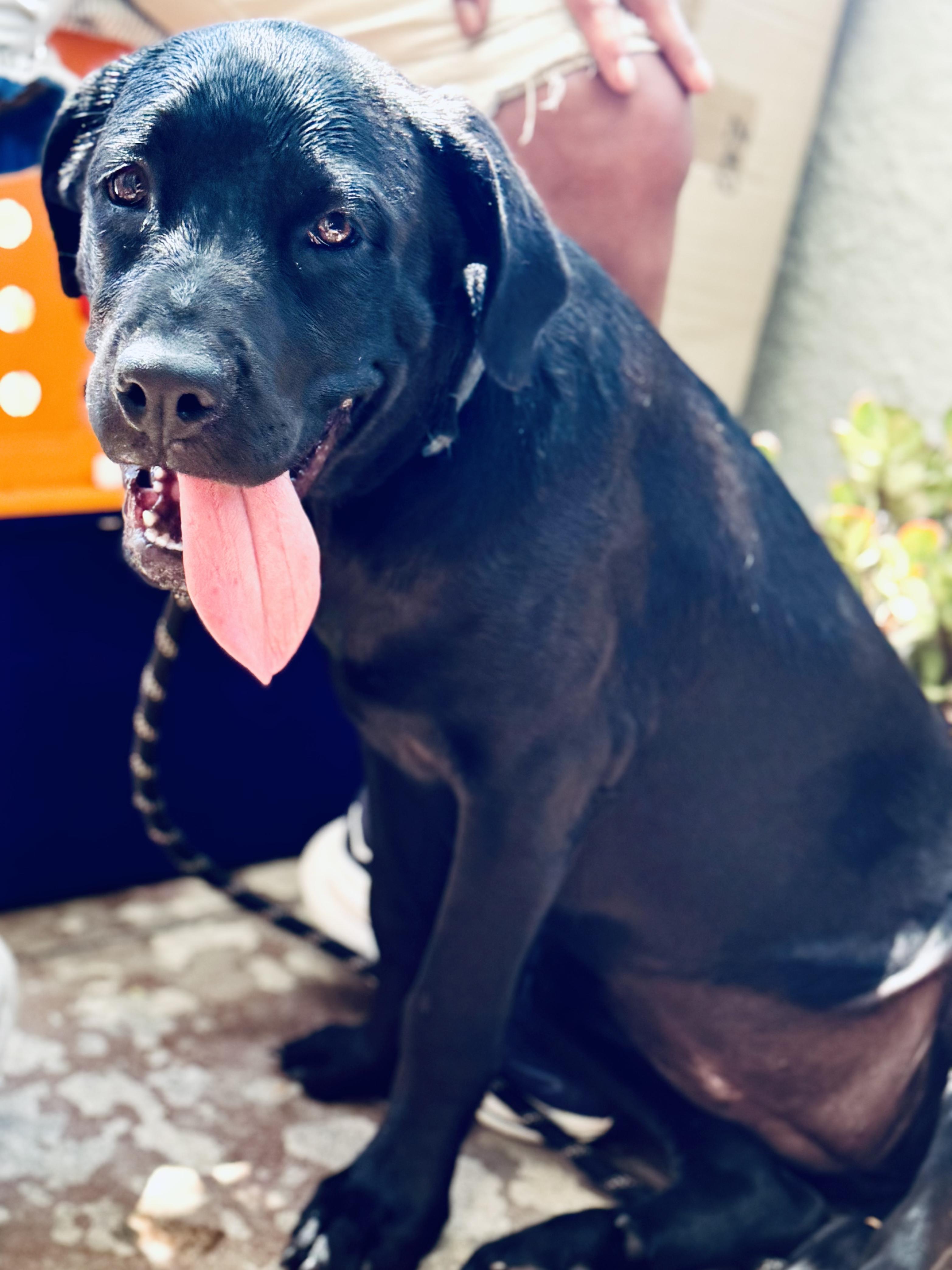 Enlarge Little Pepper, an adopted mixed breed in Los Angeles, CA image 4/4