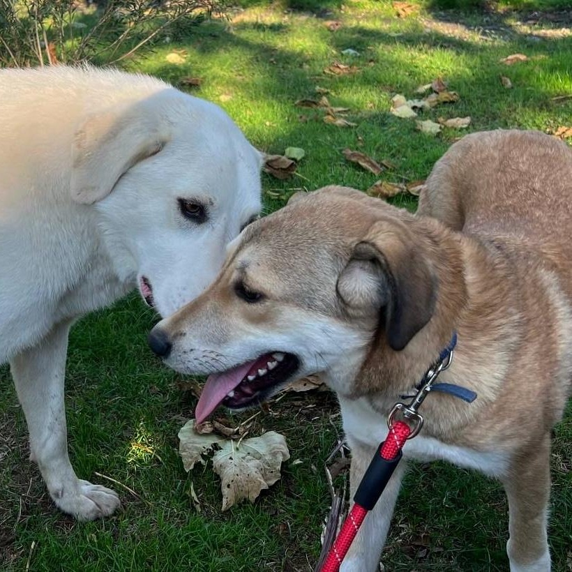 Enlarge Becca, a ADOPTABLE mixed breed in Morristown, NJ image 3/6
