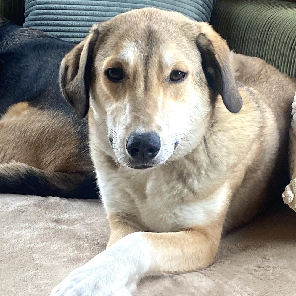 Enlarge Becca, a ADOPTABLE mixed breed in Morristown, NJ image 2/6