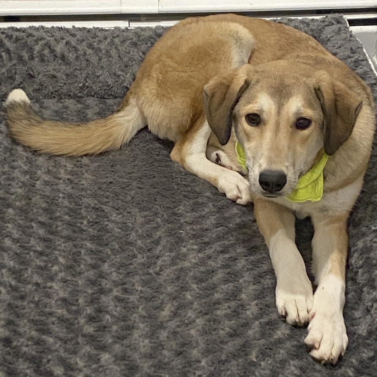 Enlarge Becca, a ADOPTABLE mixed breed in Morristown, NJ image 6/6