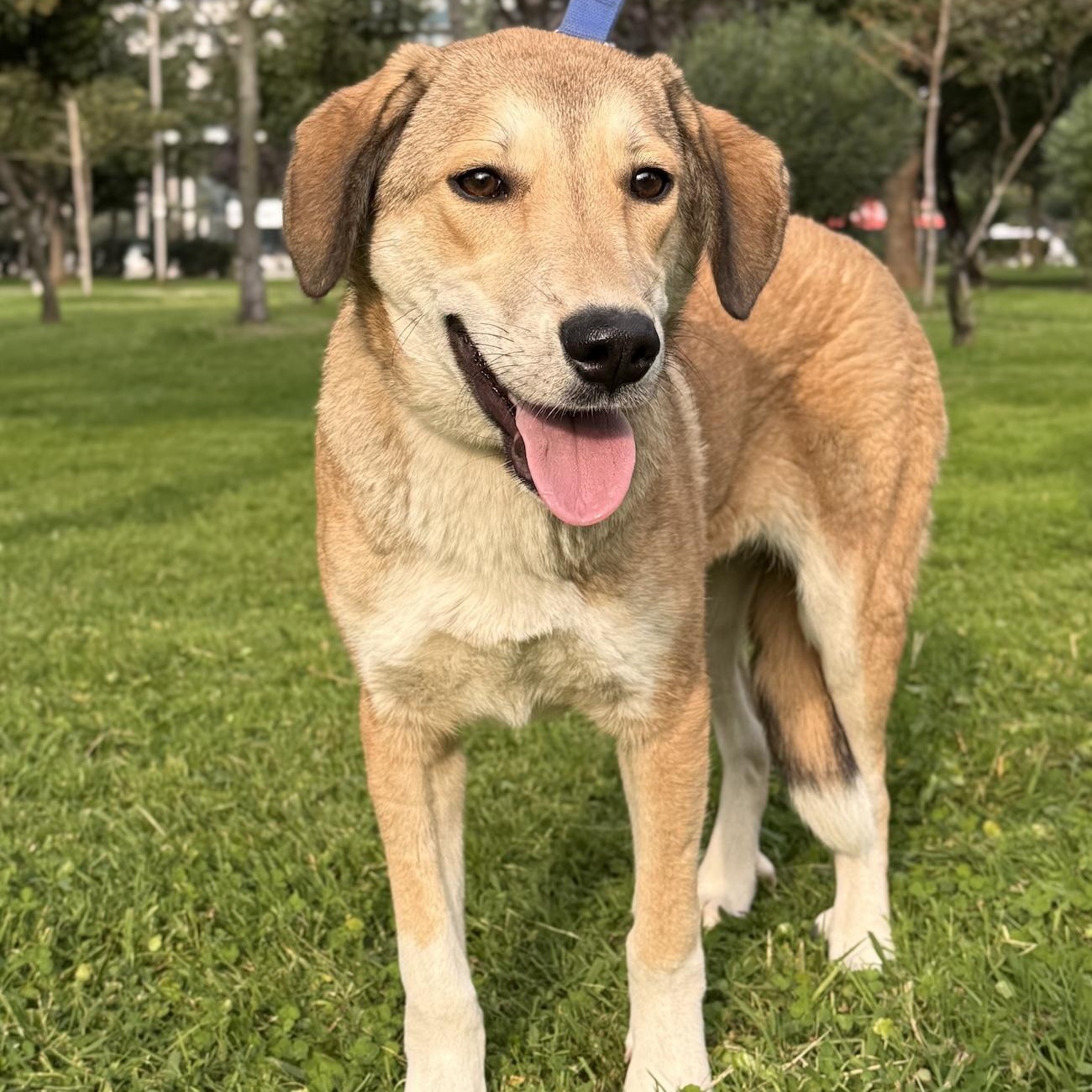 Enlarge Becca, a ADOPTABLE mixed breed in Morristown, NJ image 1/6