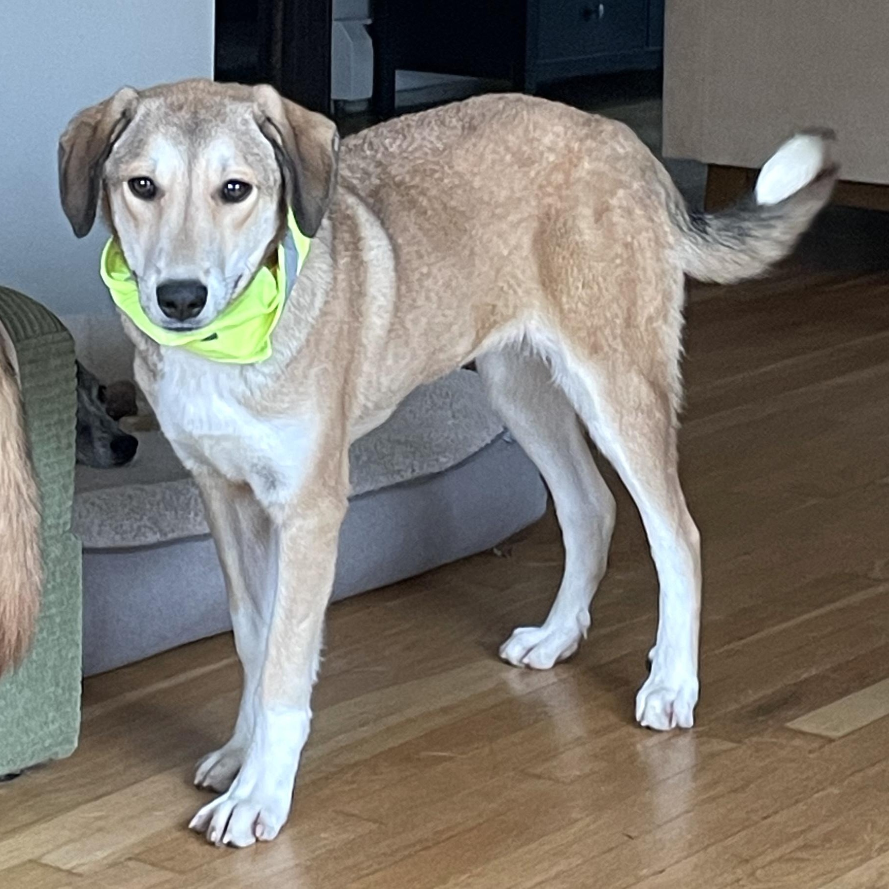 Enlarge Becca, a ADOPTABLE mixed breed in Morristown, NJ image 5/6