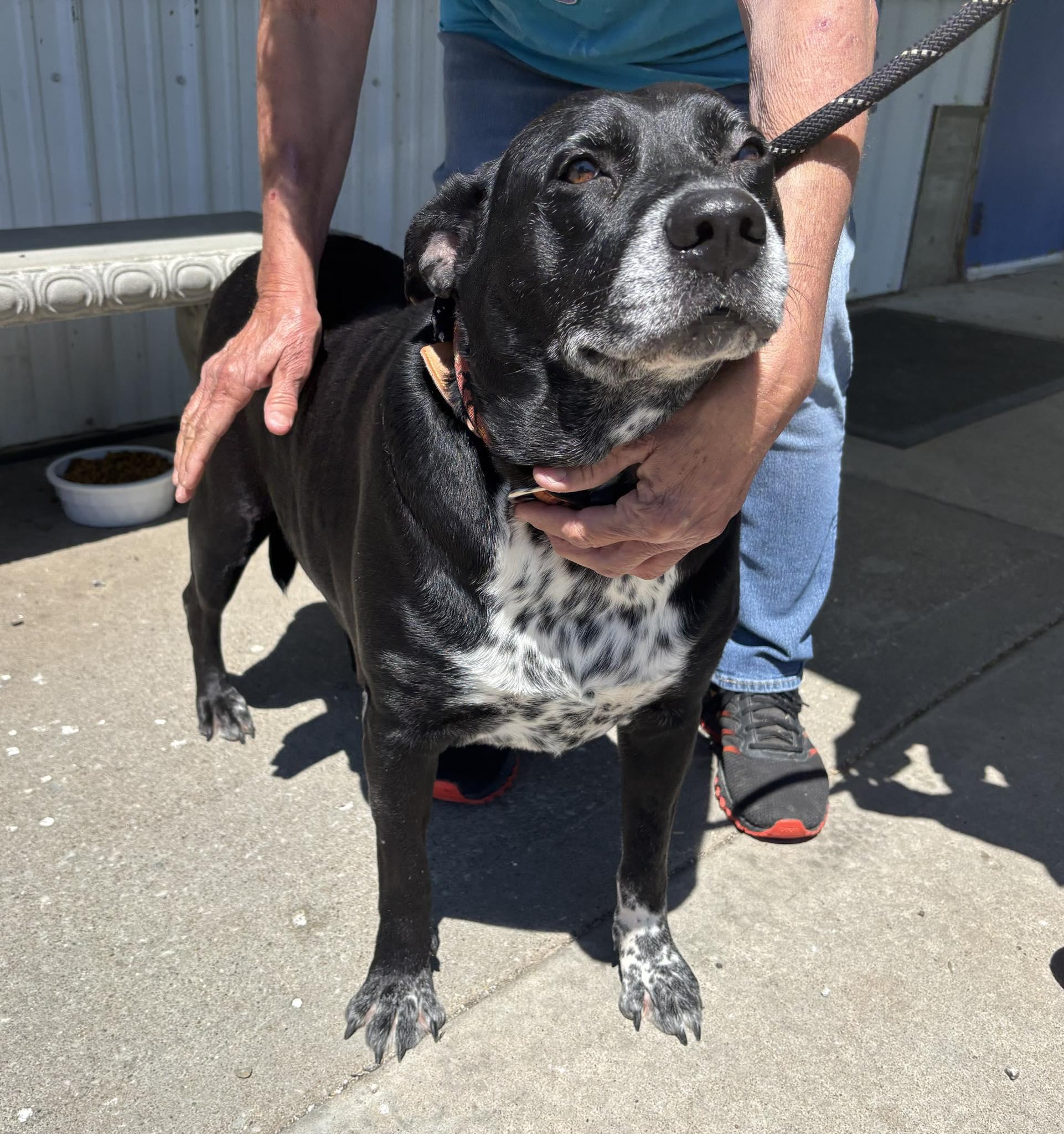 Sheba, a ADOPTABLE mixed breed in Independence, MO image 1/3