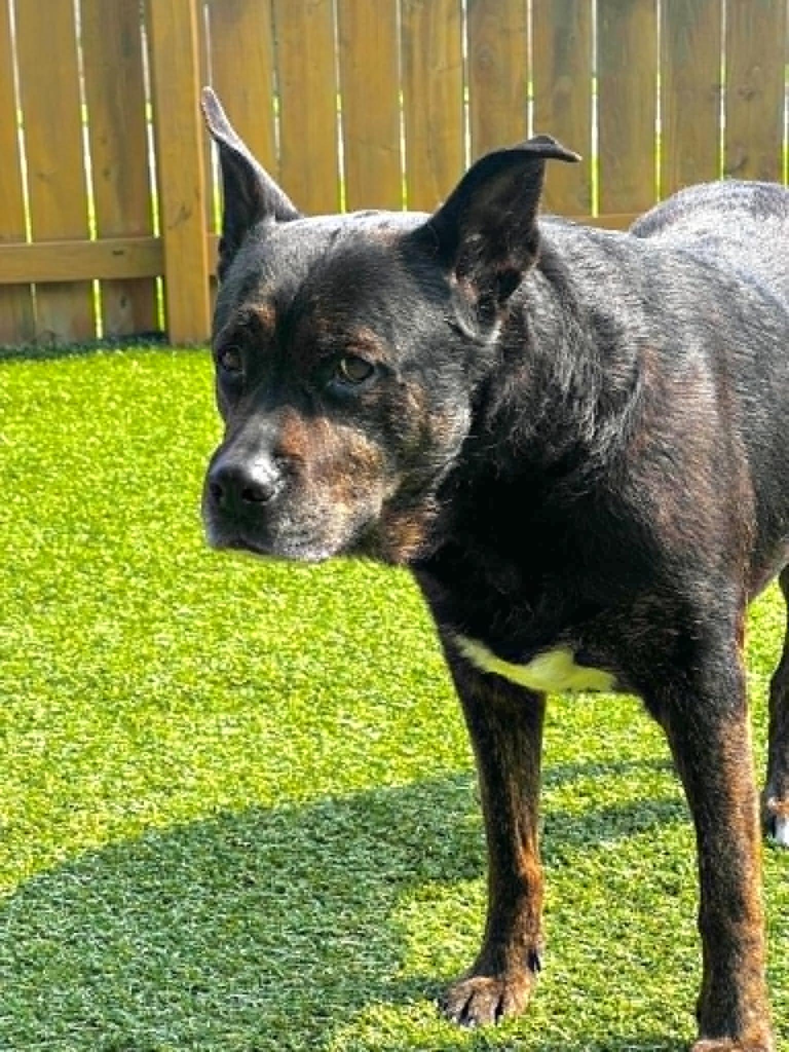Sheba, a ADOPTABLE mixed breed in Independence, MO image 2/6