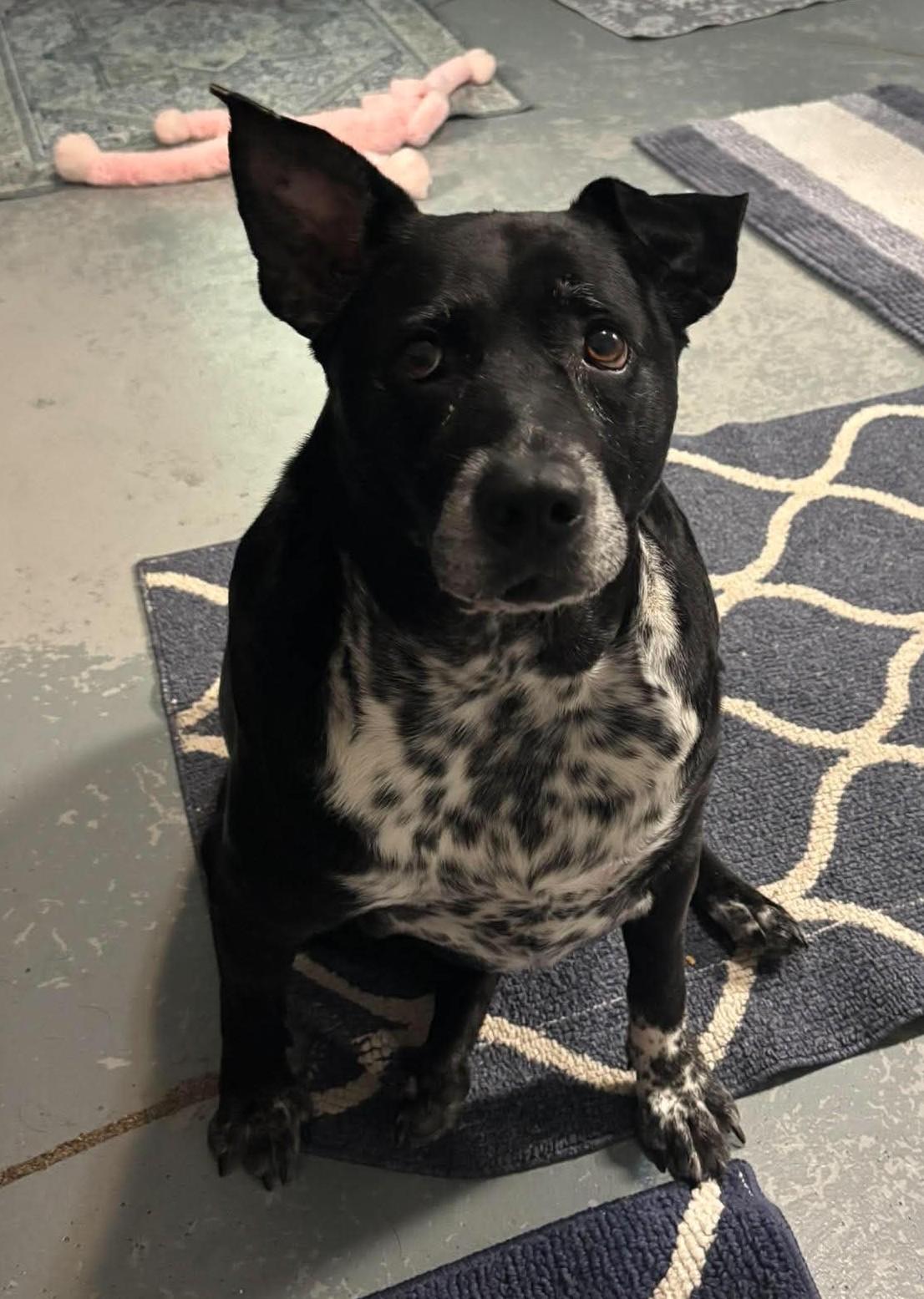 Sheba, a ADOPTABLE mixed breed in Independence, MO image 3/3