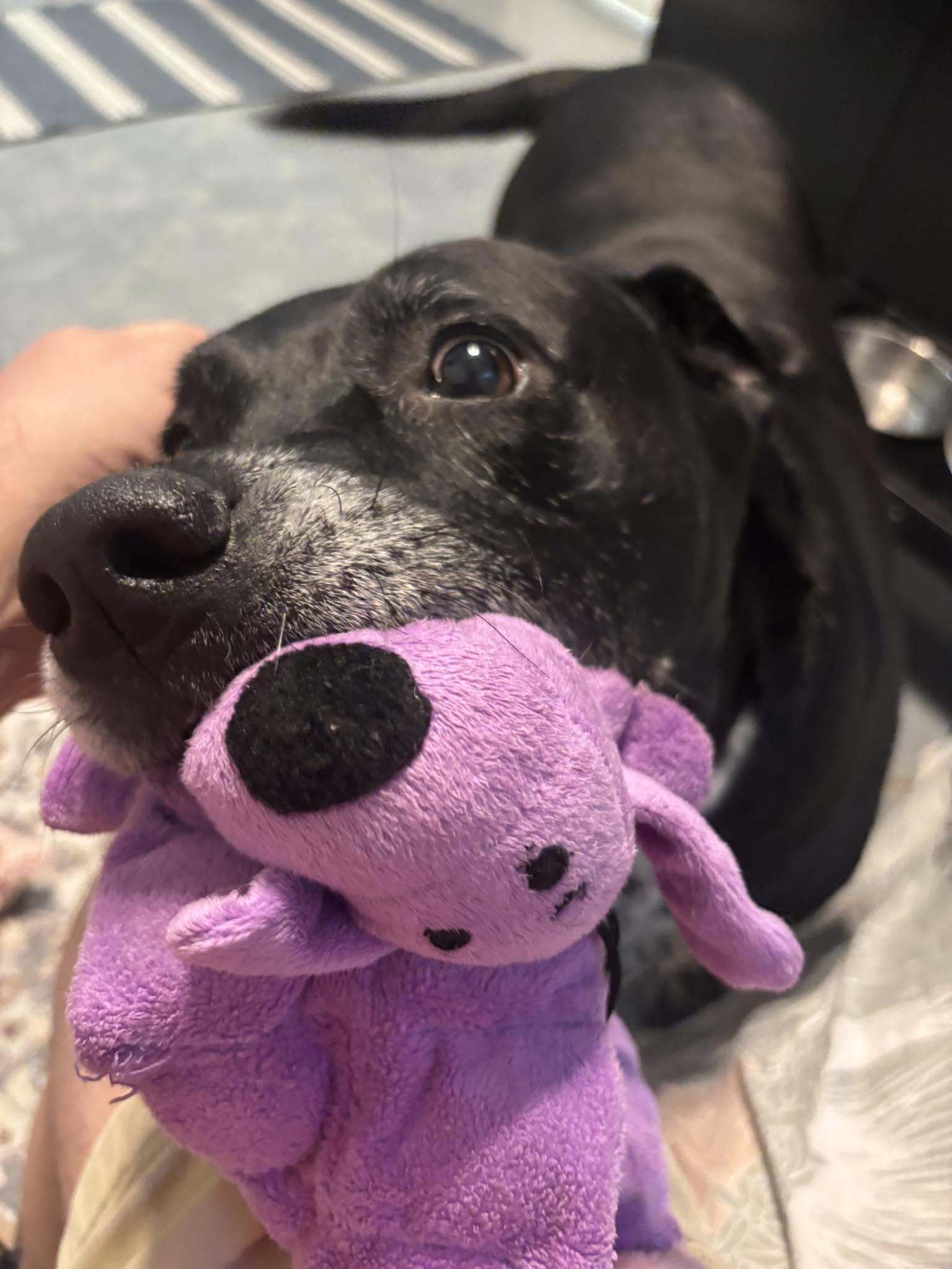 Sheba, a ADOPTABLE mixed breed in Independence, MO image 3/6
