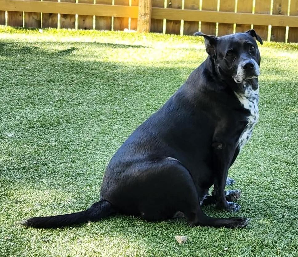 Sheba, a ADOPTABLE mixed breed in Independence, MO image 2/3