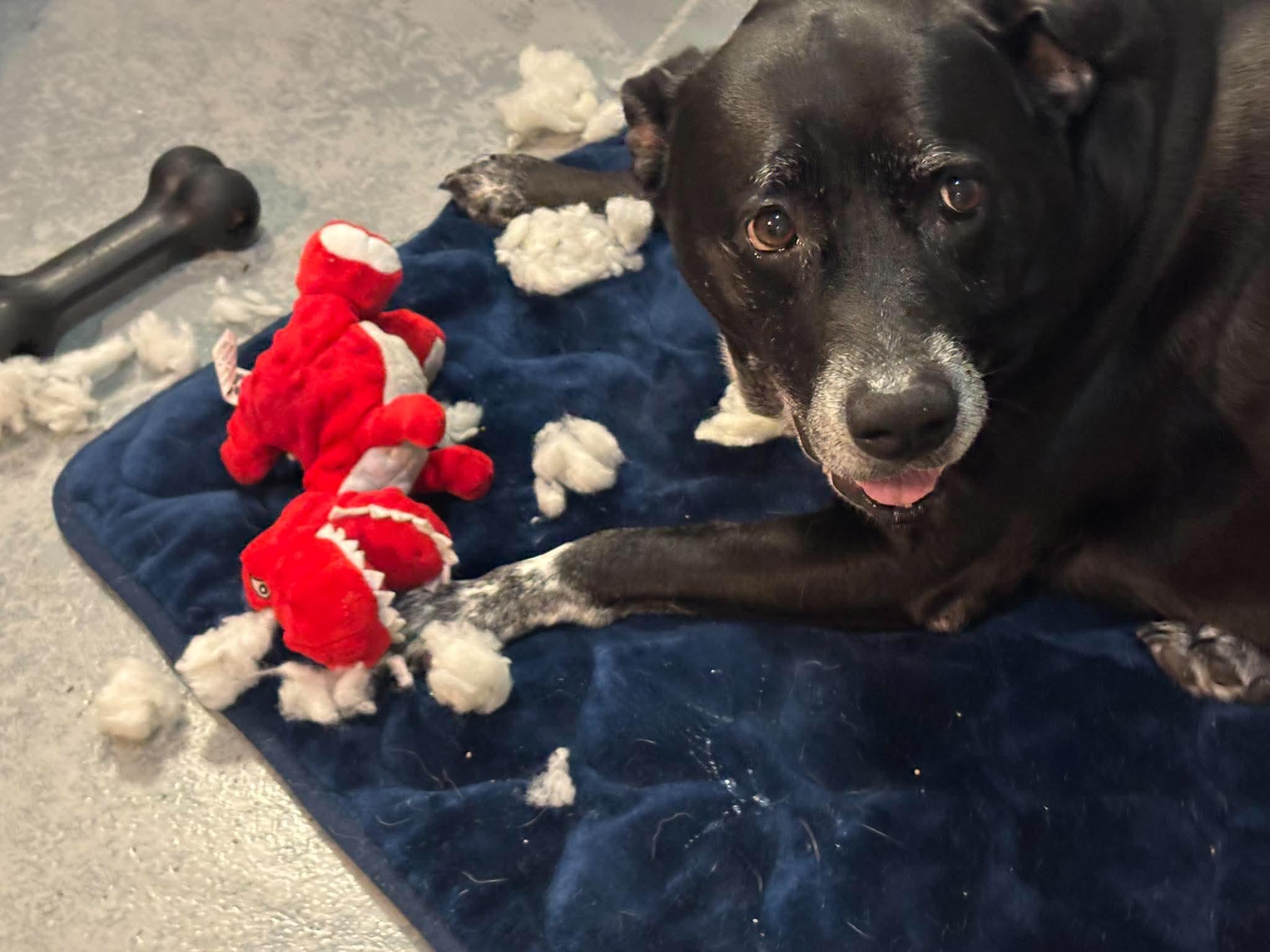 Sheba, a ADOPTABLE mixed breed in Independence, MO image 5/6