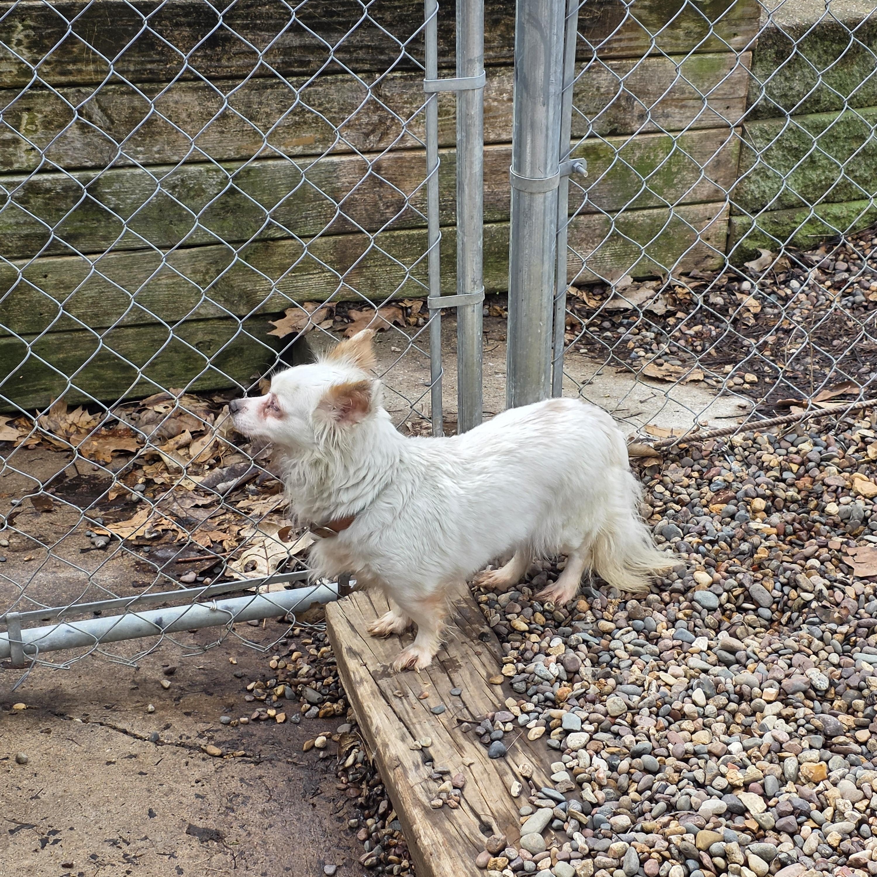 Enlarge Blossom, an adopted mixed breed in Wever, IA image 6/6