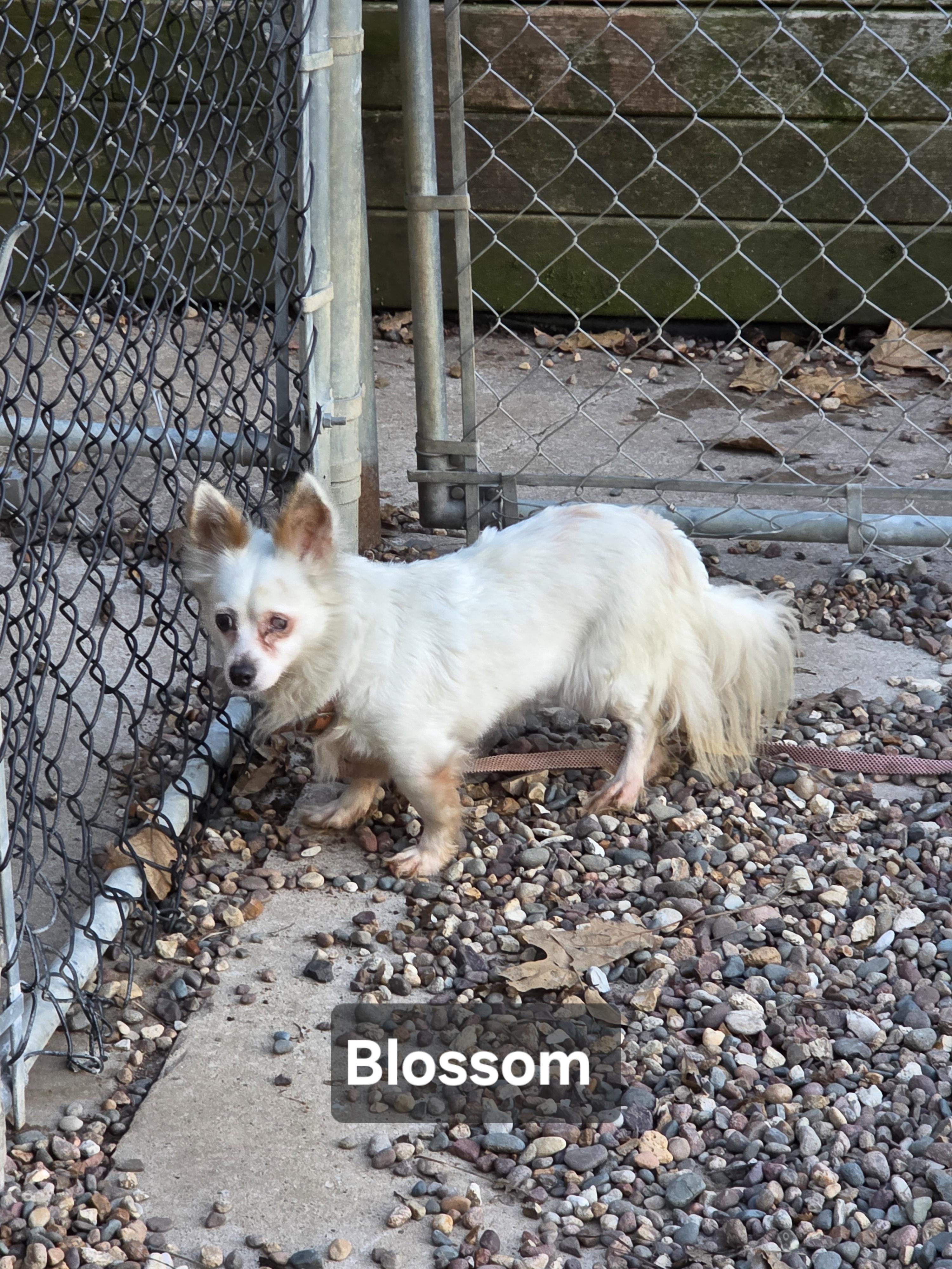 Enlarge Blossom, an adopted mixed breed in Wever, IA image 5/6