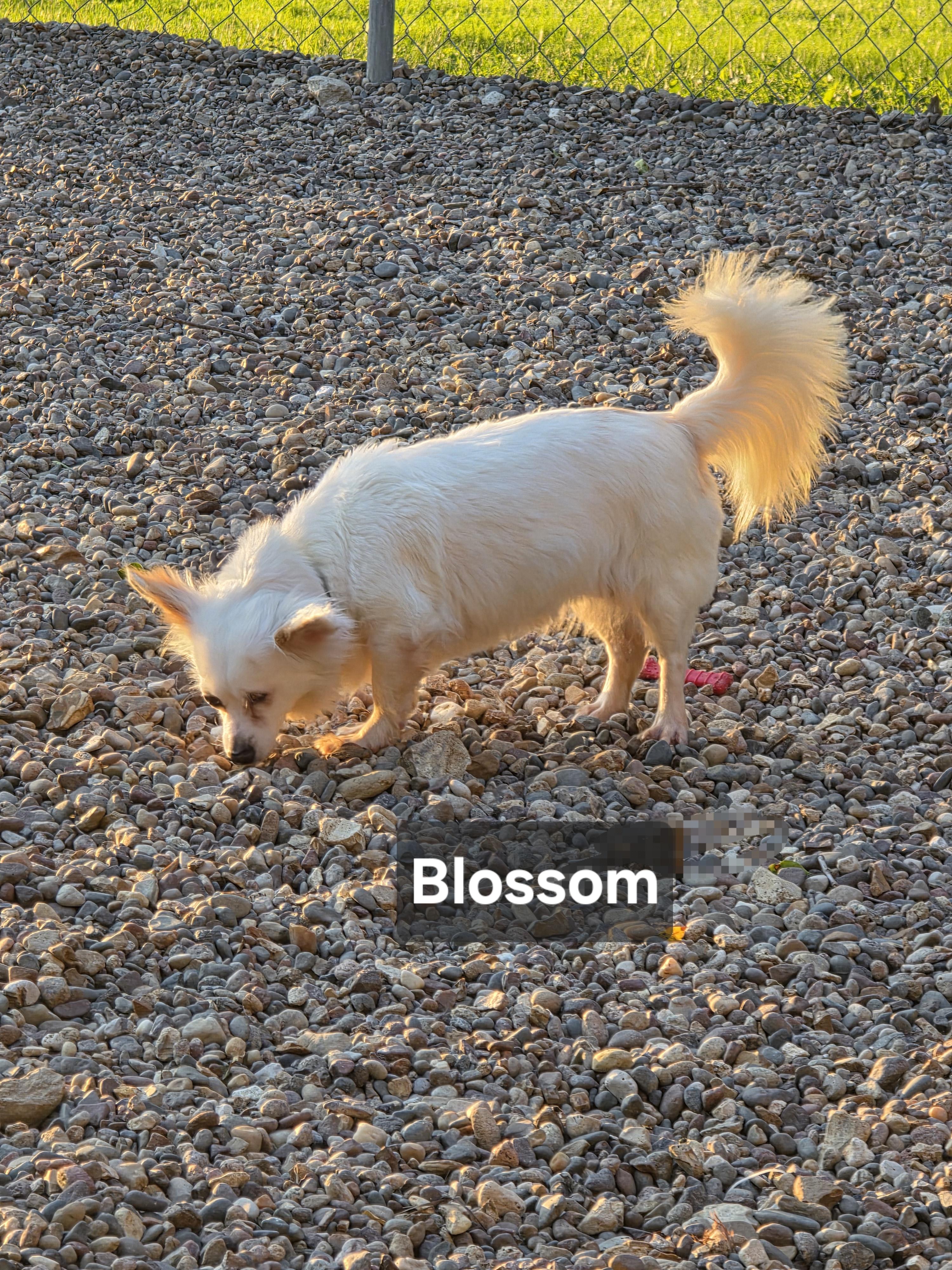 Enlarge Blossom, an adopted mixed breed in Wever, IA image 3/6