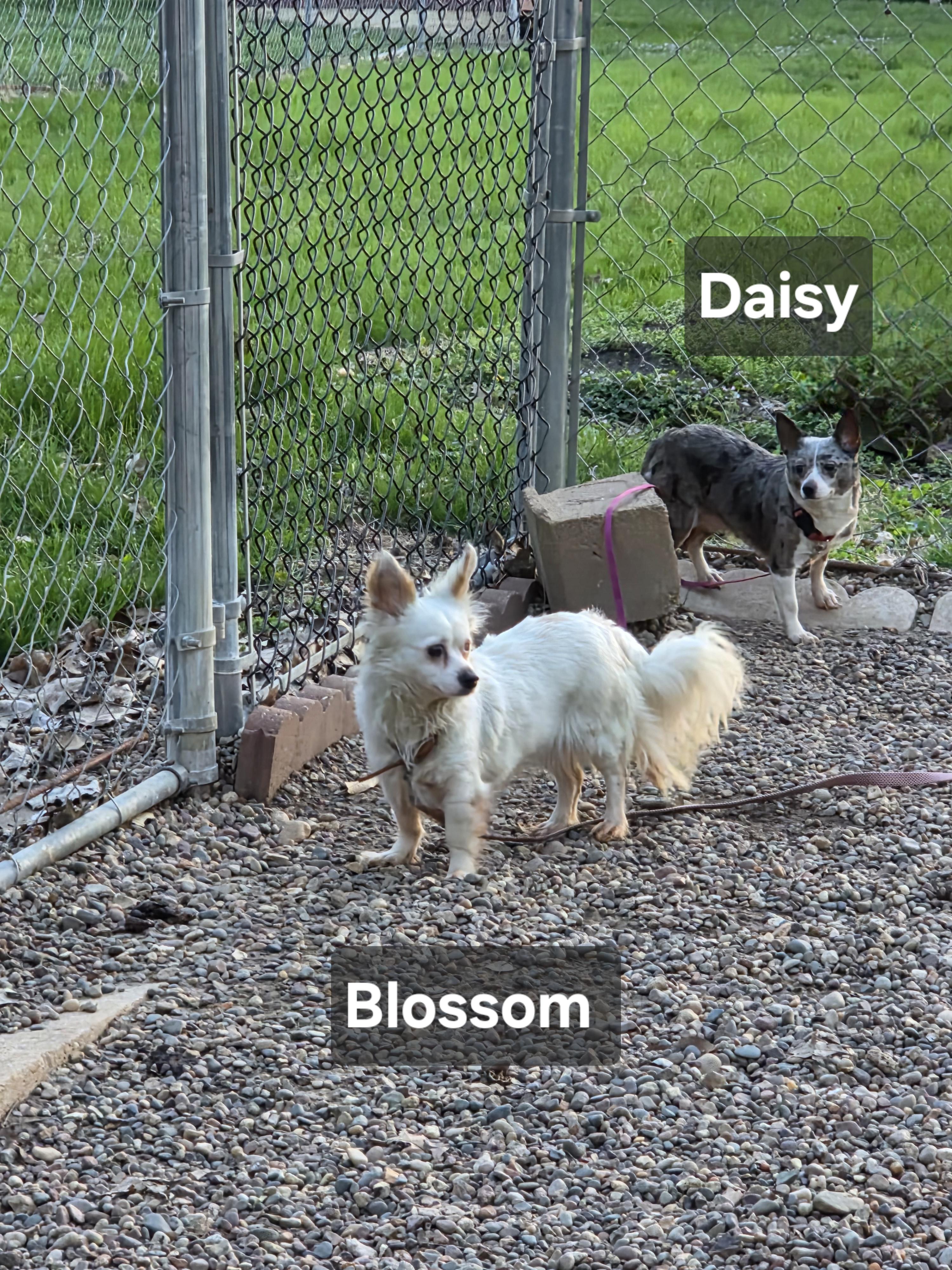 Enlarge Blossom, an adopted mixed breed in Wever, IA image 2/6