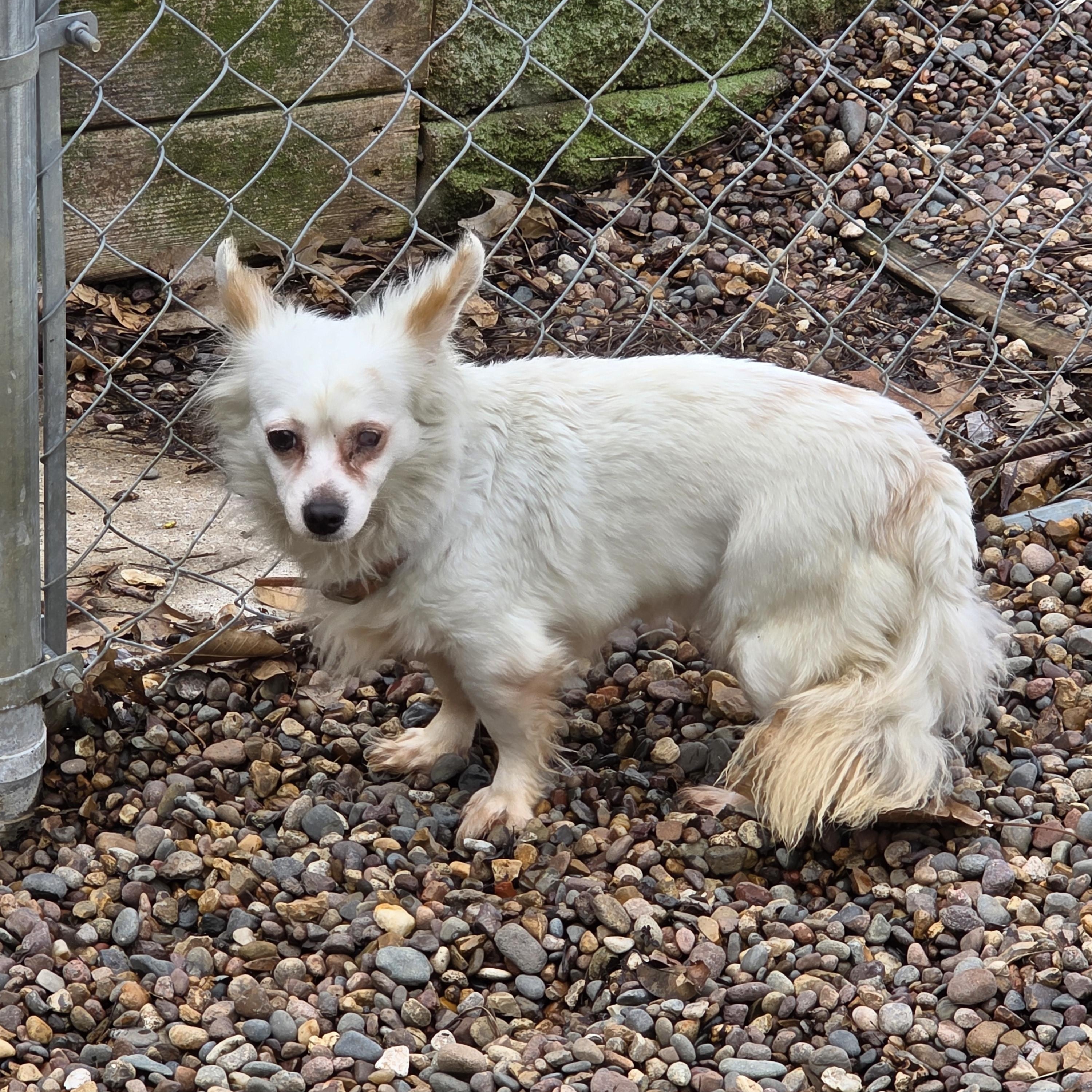 Enlarge Blossom, an adopted mixed breed in Wever, IA image 4/6