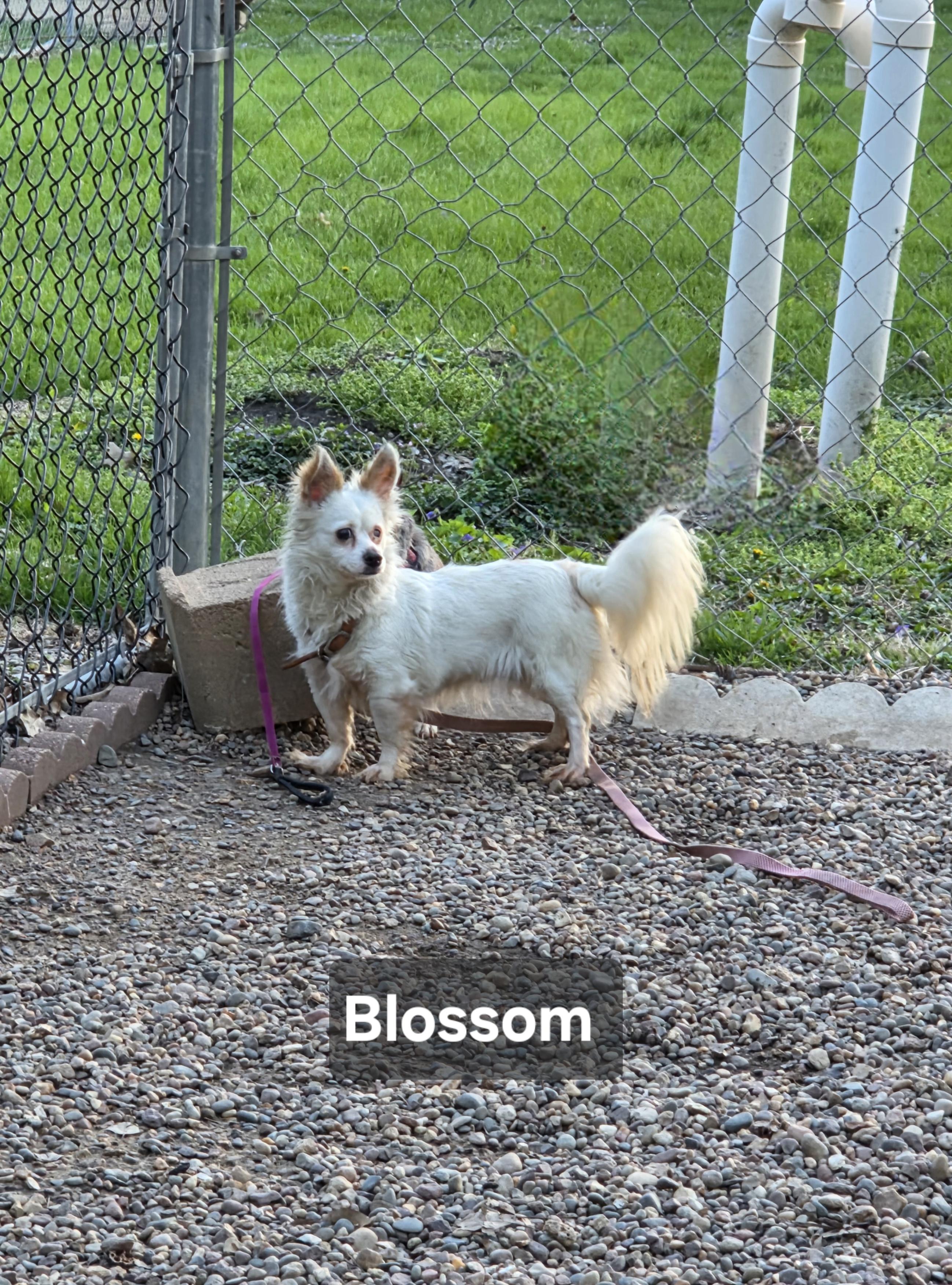 Blossom, adopted, Adult Female Chihuahua & Dachshund (Long Haired).