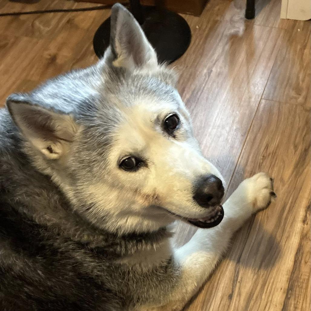 Amoxi, Adoptable, Senior Female Siberian Husky.