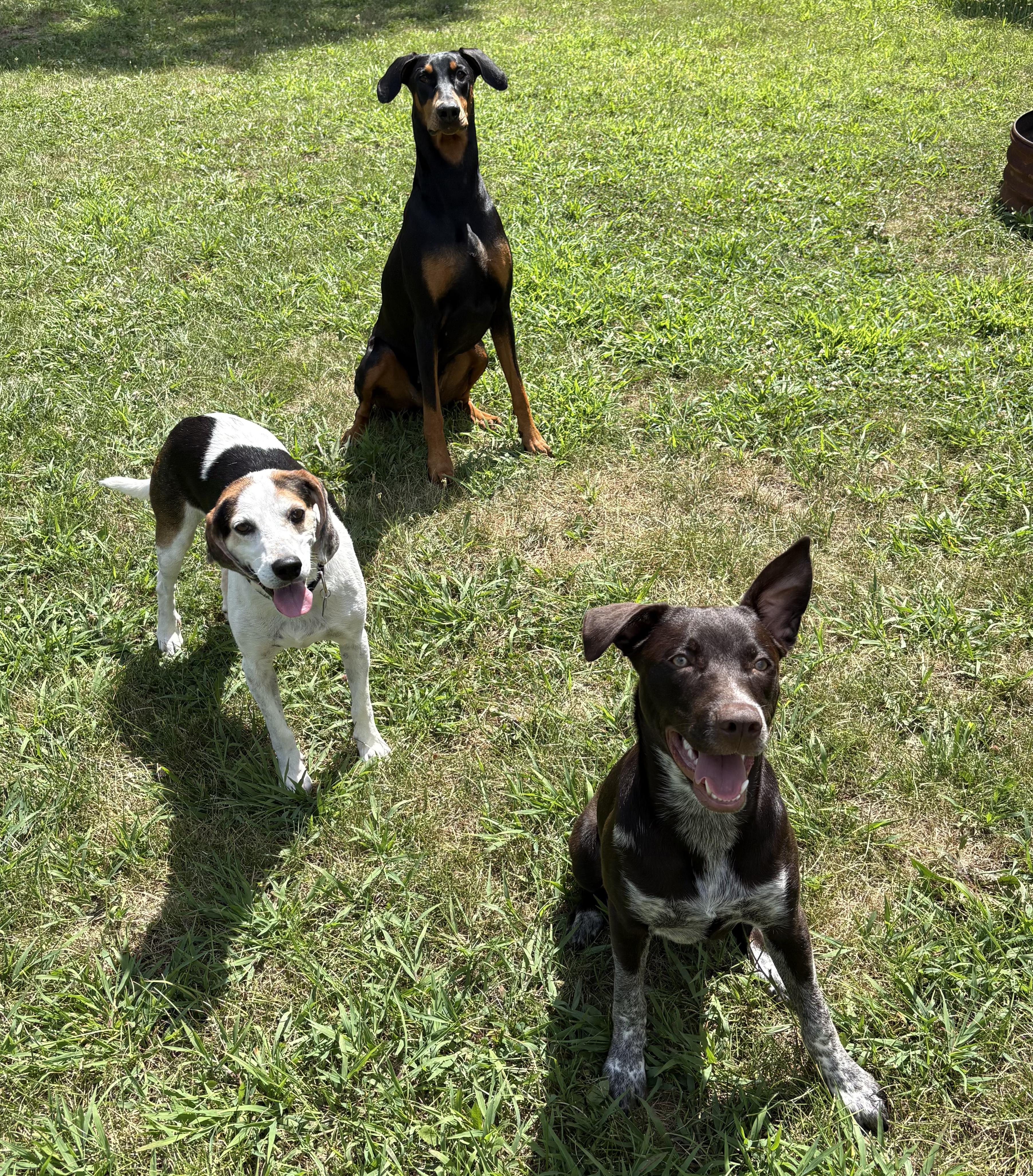 Trip, a Adoptable mixed breed in Oswego, IL image 2/4