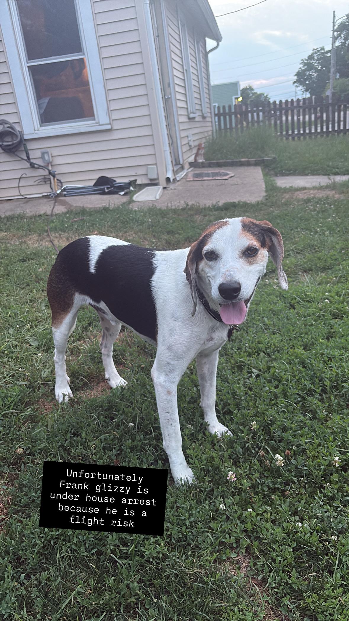 Trip, Adoptable, Adult Male Beagle.
