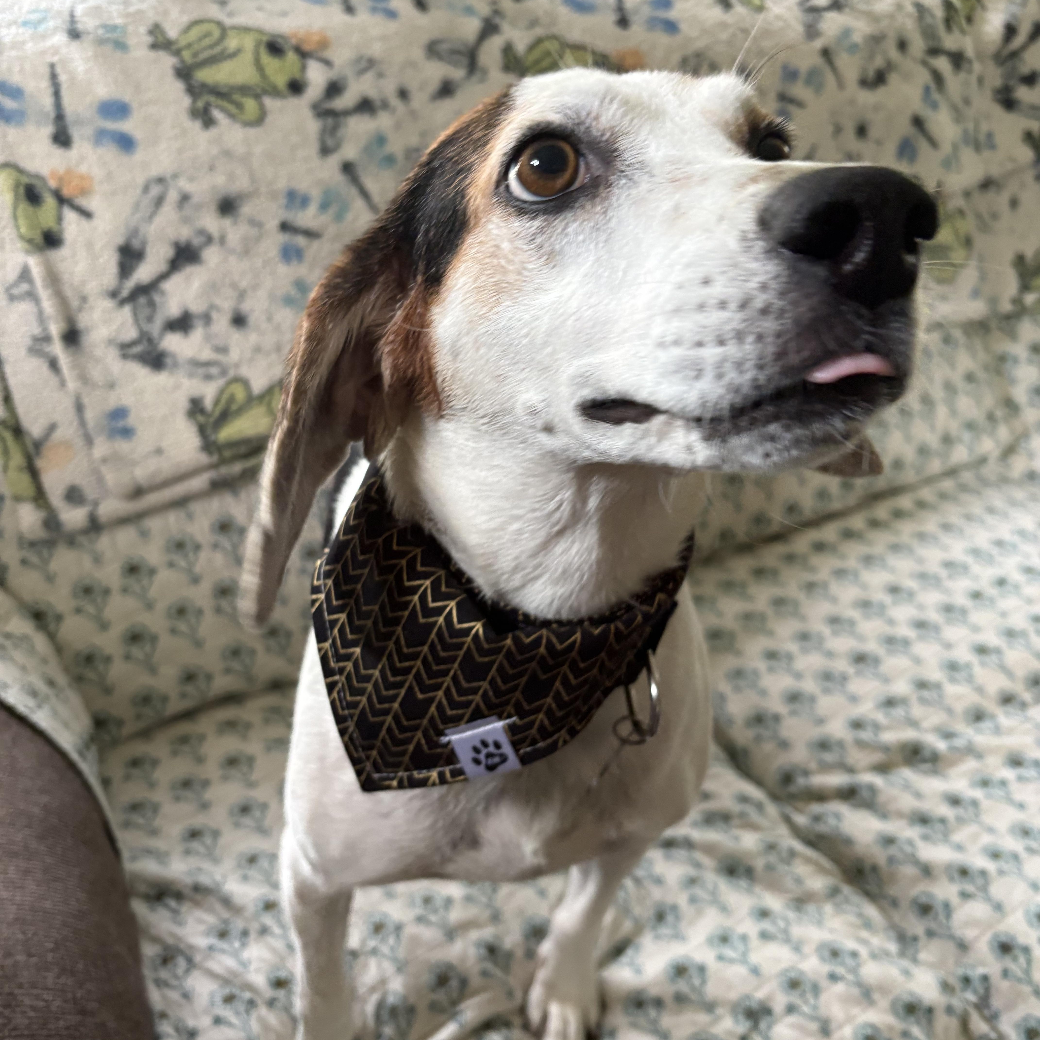 Trip, a Adoptable mixed breed in Oswego, IL image 4/4