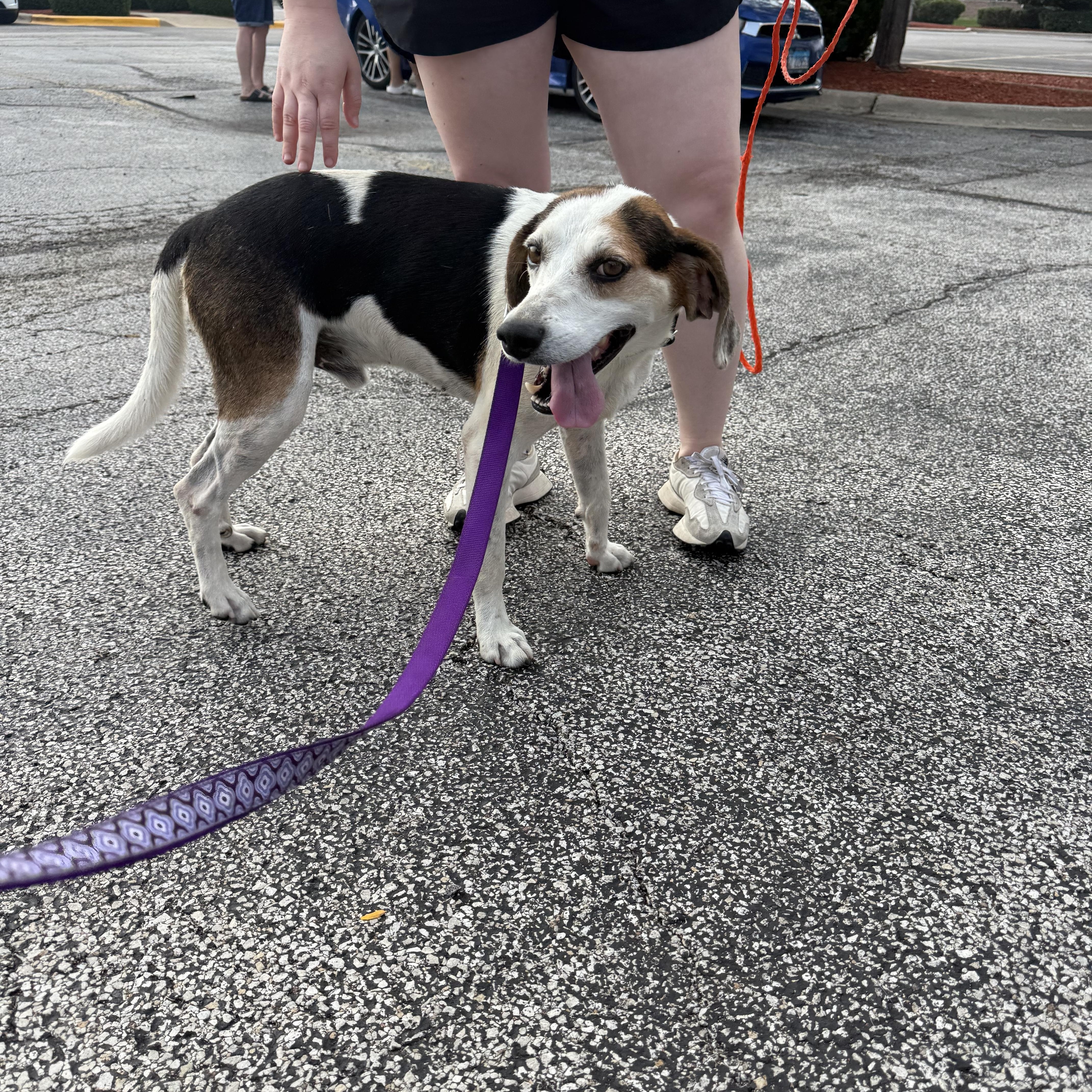 Trip, a Adoptable mixed breed in Oswego, IL image 3/4