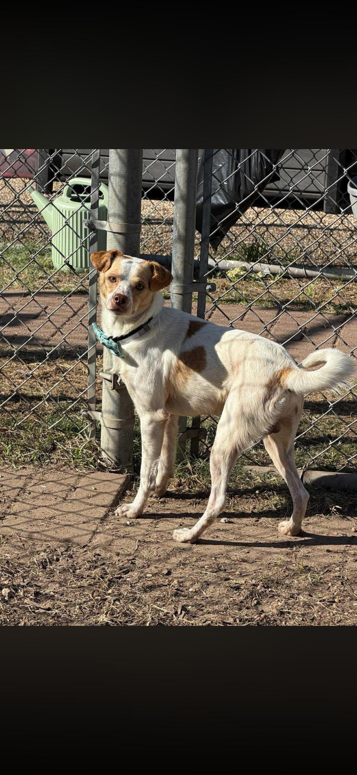 Enlarge Dewey, a ADOPTABLE mixed breed in Tallahassee, FL image 4/4