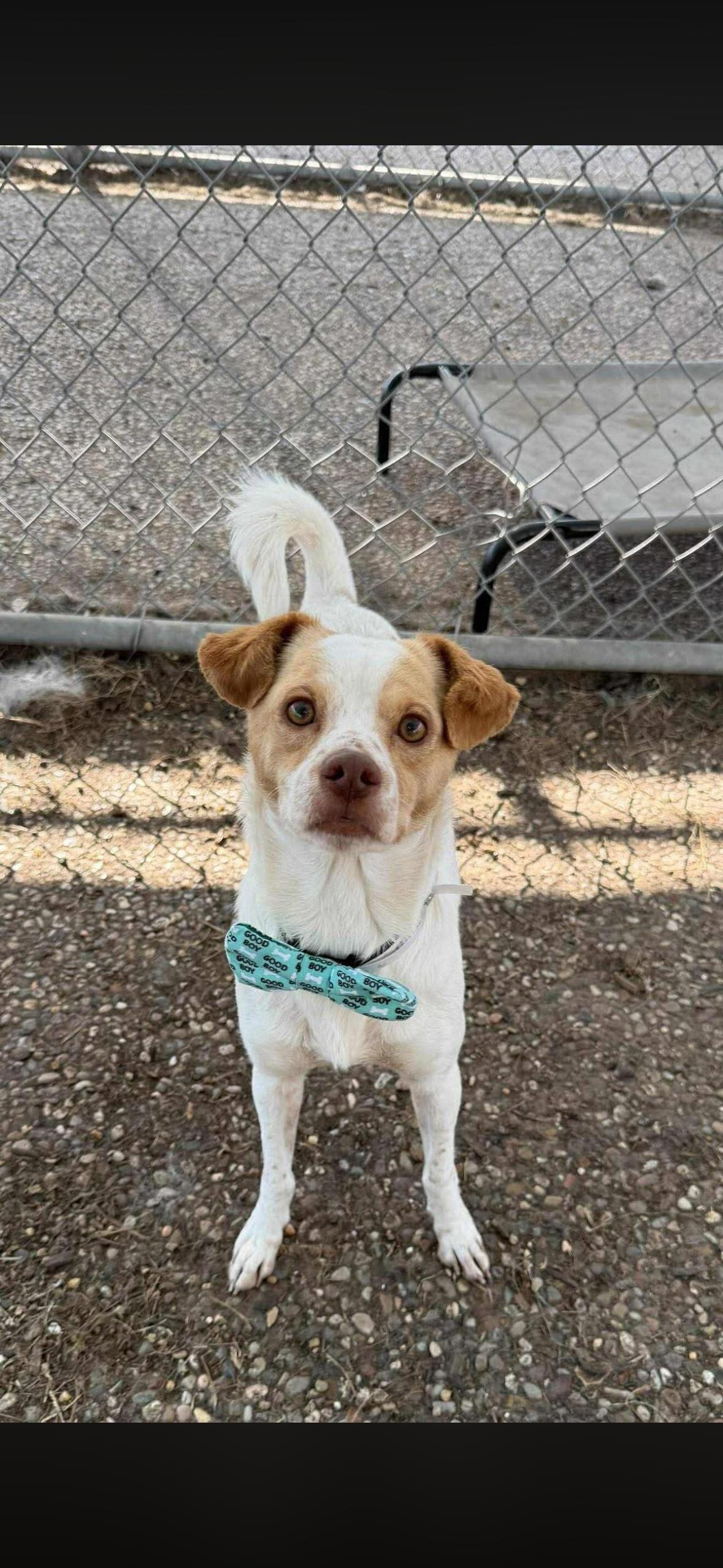 Enlarge Dewey, a ADOPTABLE mixed breed in Tallahassee, FL image 1/4