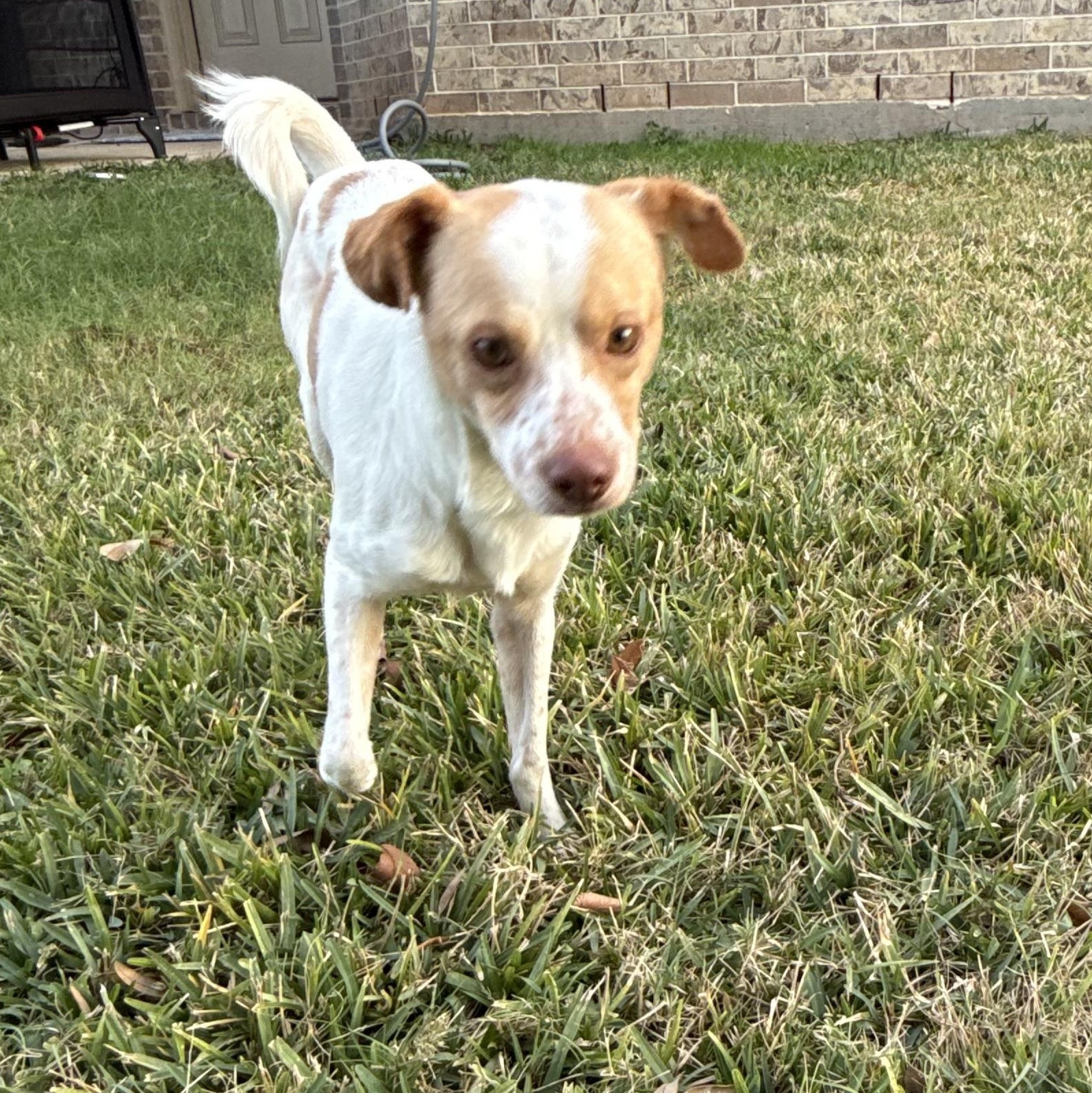 Enlarge Dewey, a ADOPTABLE mixed breed in Tallahassee, FL image 3/4