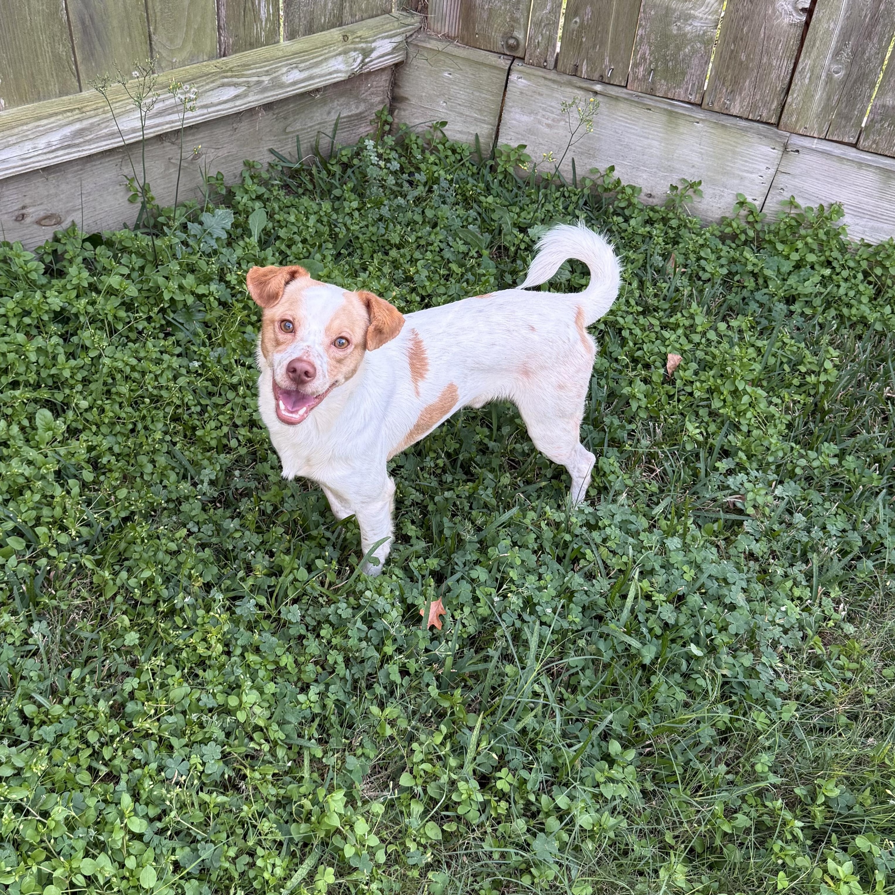 Enlarge Dewey, a ADOPTABLE mixed breed in Tallahassee, FL image 2/4