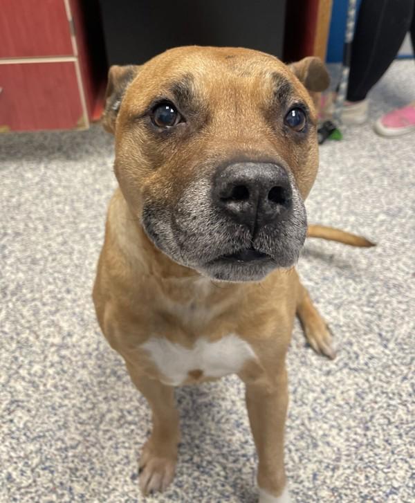 Axel, a Adoptable Pit Bull Terrier in Golden, CO image 3/4