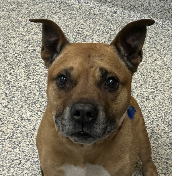 Axel, a Adoptable Pit Bull Terrier in Golden, CO image 4/4