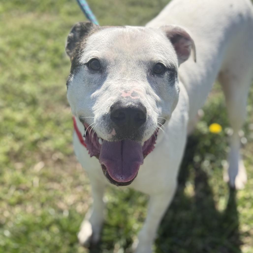 Brody, Adoptable, Adult Male Pit Bull Terrier.
