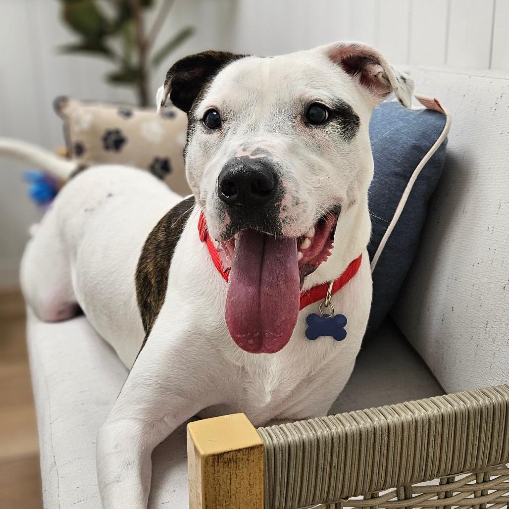 Enlarge Brody, a Adoptable Pit Bull Terrier in Chesapeake, VA image 2/3