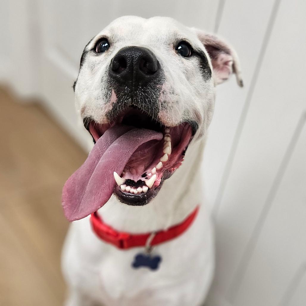 Enlarge Brody, a Adoptable Pit Bull Terrier in Chesapeake, VA image 3/3