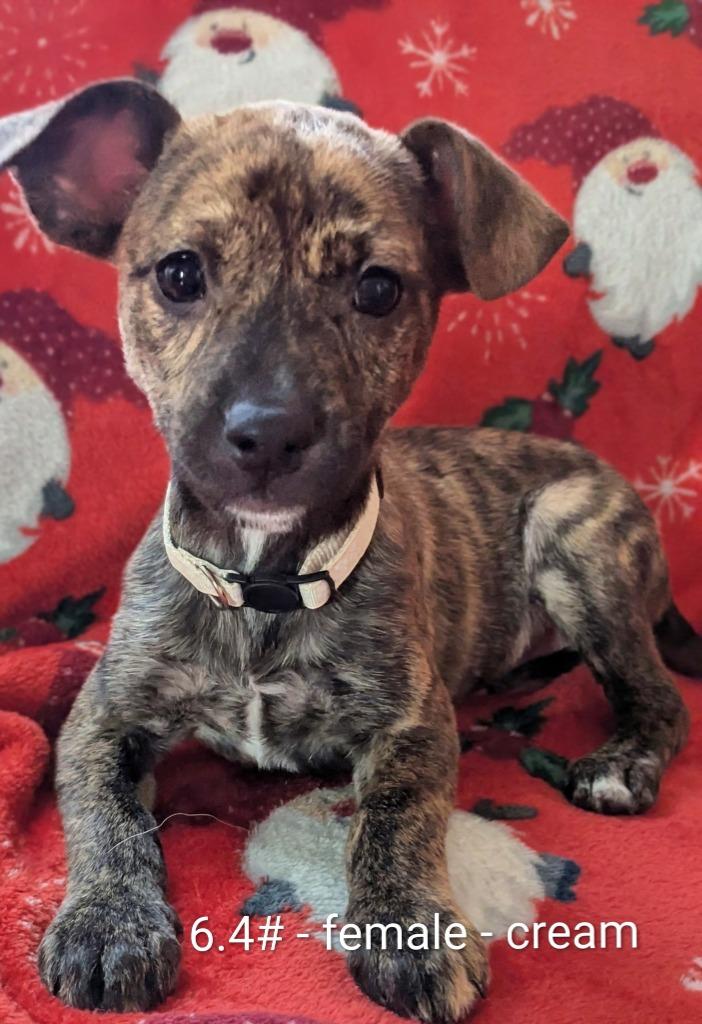 Enlarge Sunny, a Adoptable mixed breed in sun prairie, WI image 1/1