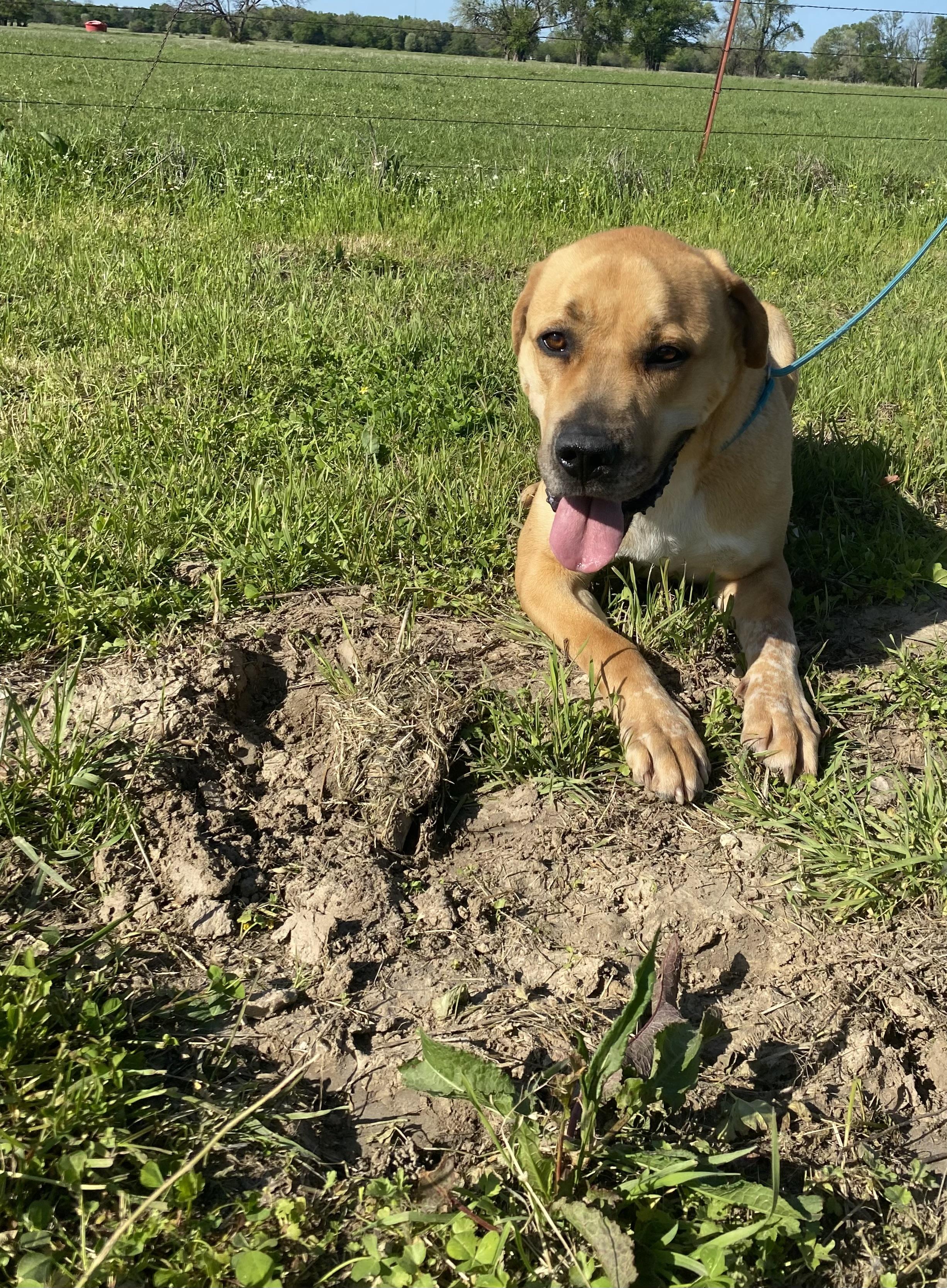 Rocky, a Adoptable mixed breed in Klondike, TX image 6/6