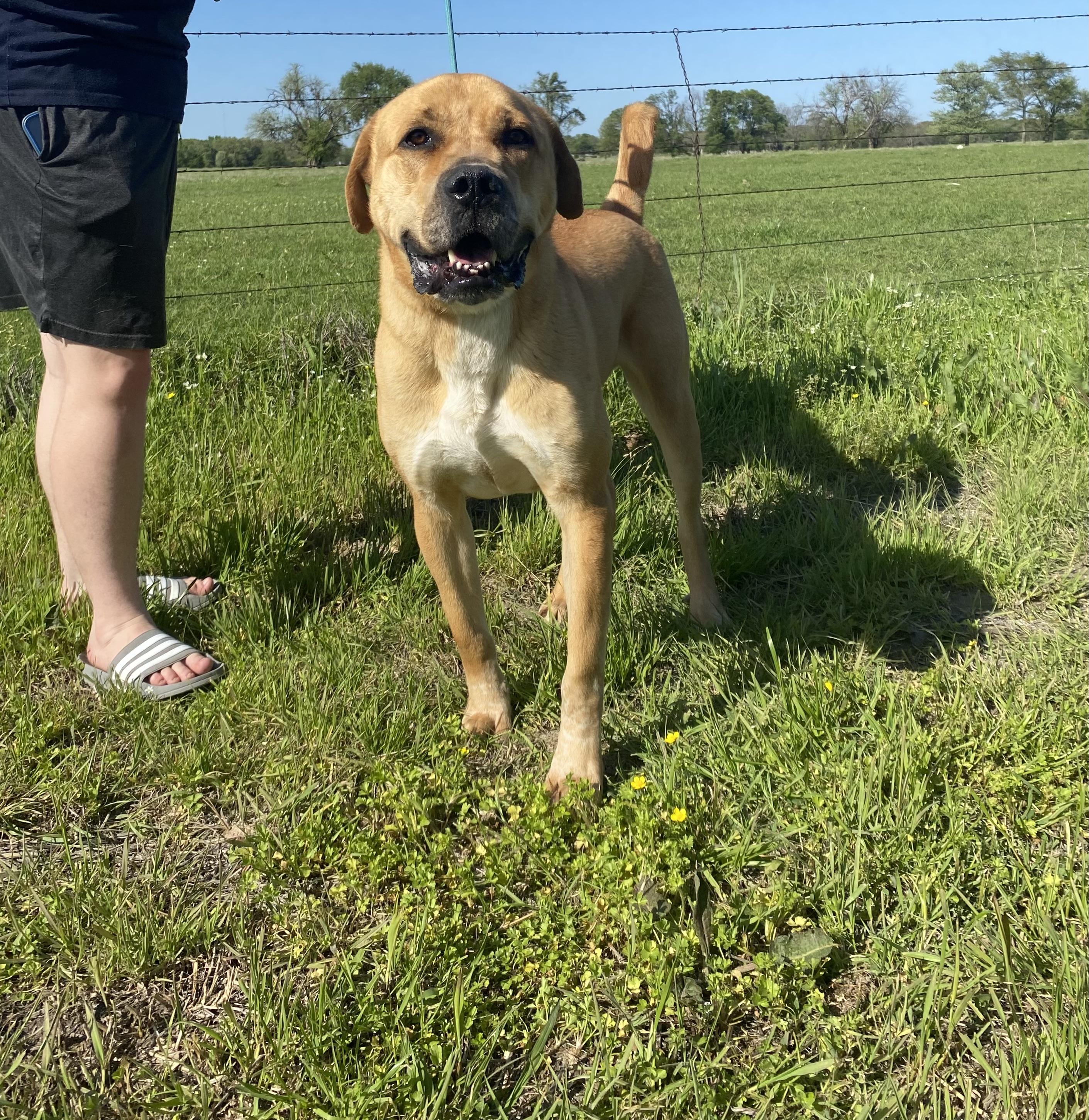 Rocky, a Adoptable mixed breed in Klondike, TX image 4/6