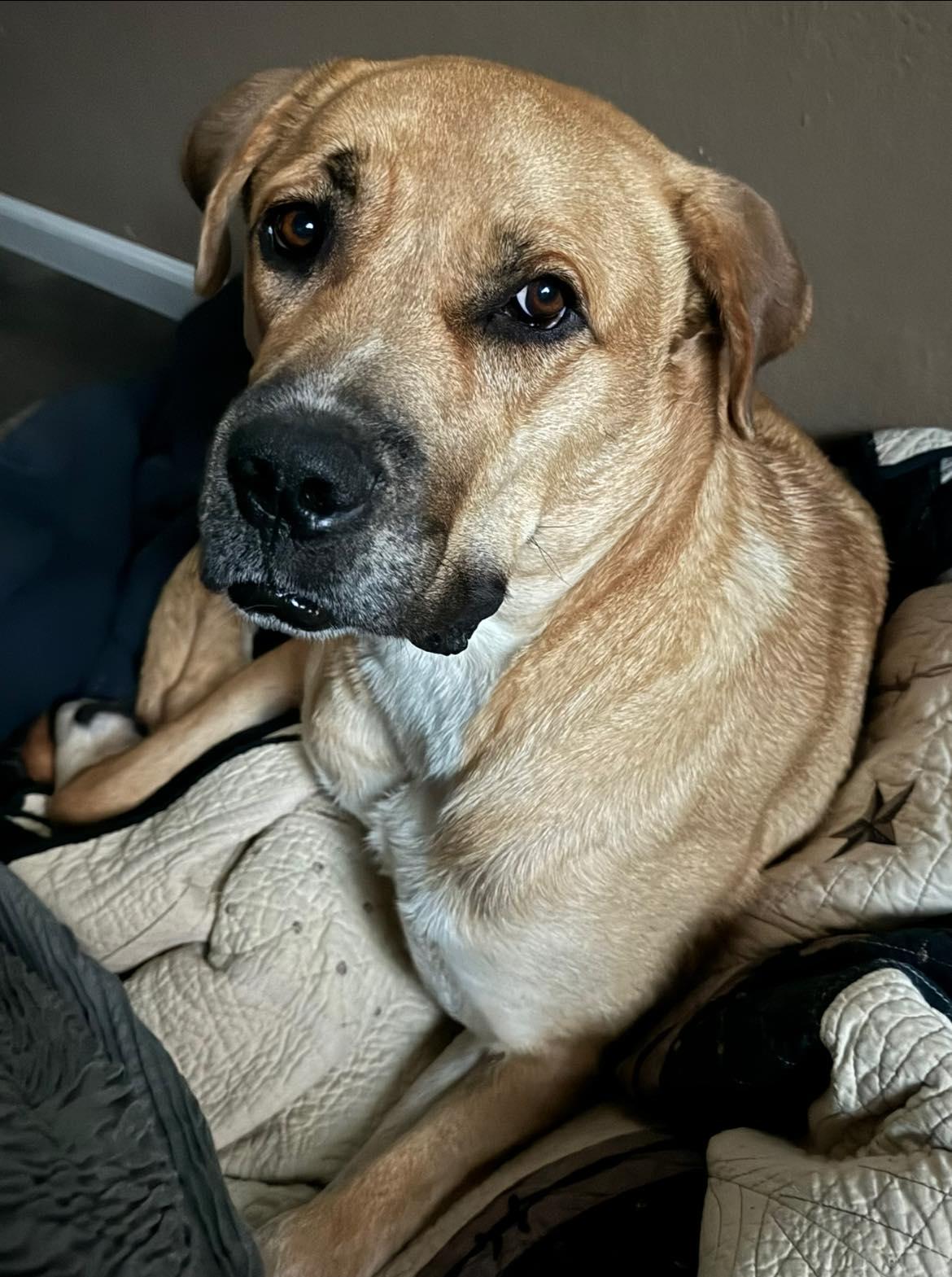 Rocky, a Adoptable mixed breed in Klondike, TX image 2/6