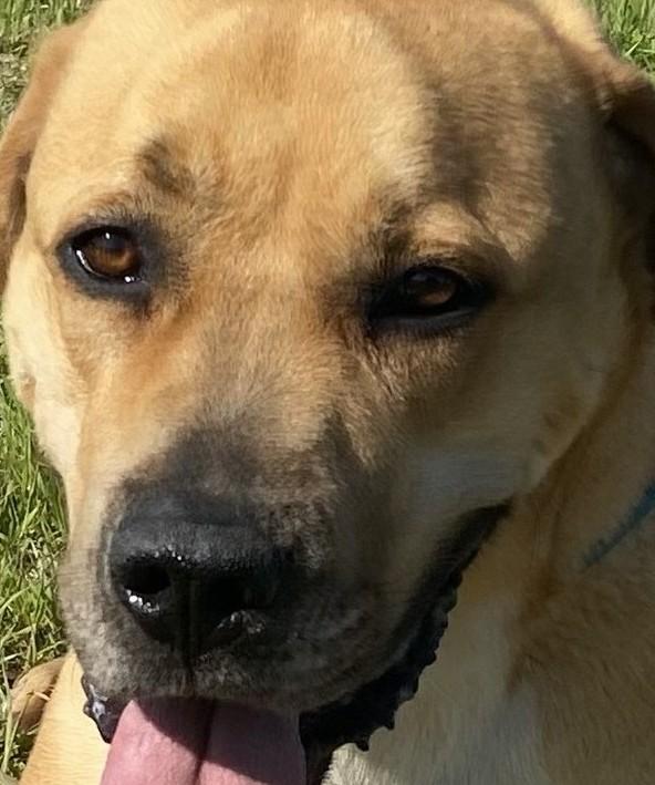 Rocky, a Adoptable mixed breed in Klondike, TX image 1/6