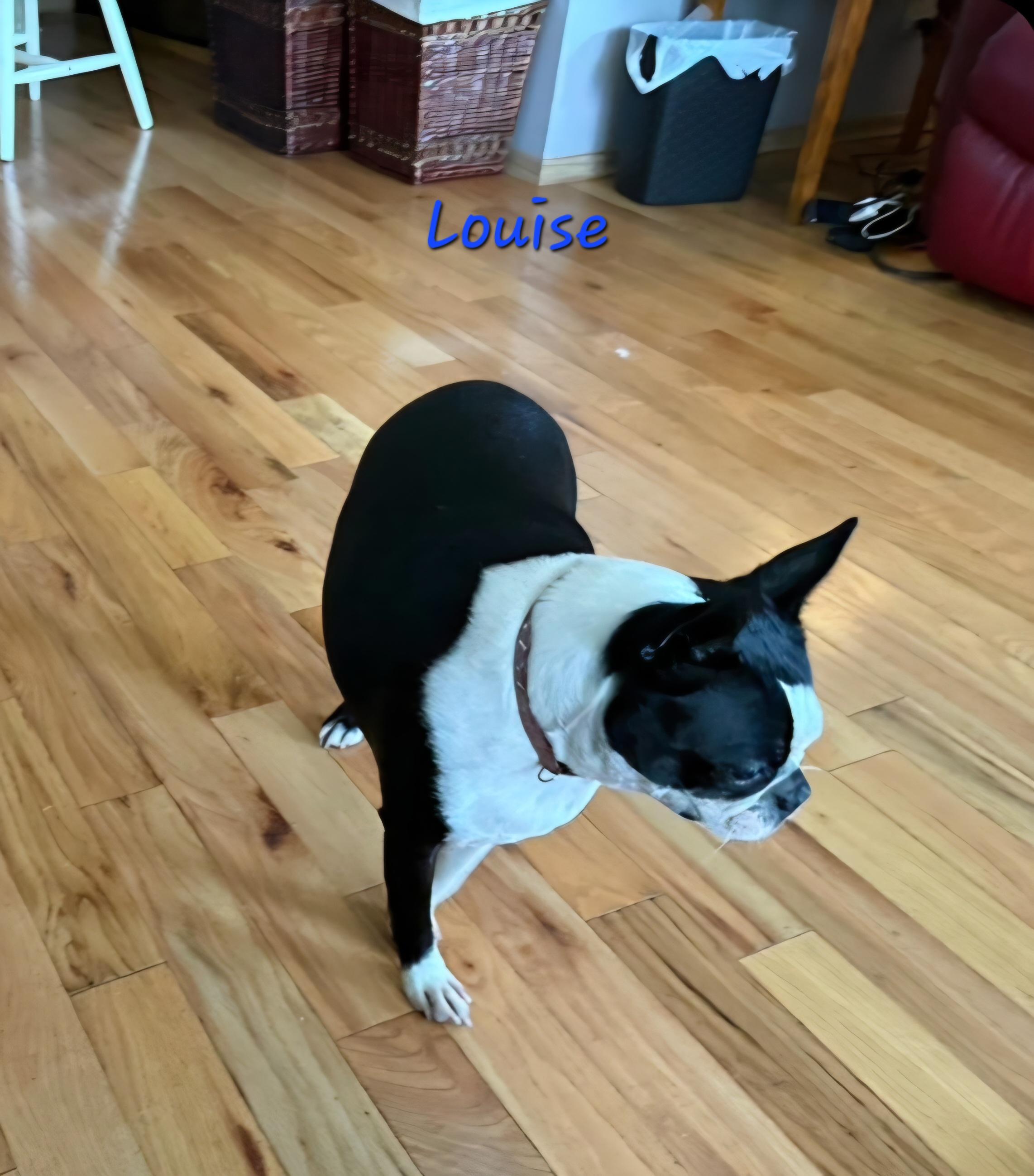 Enlarge Louise, a Adoptable mixed breed in Wever, IA image 2/6