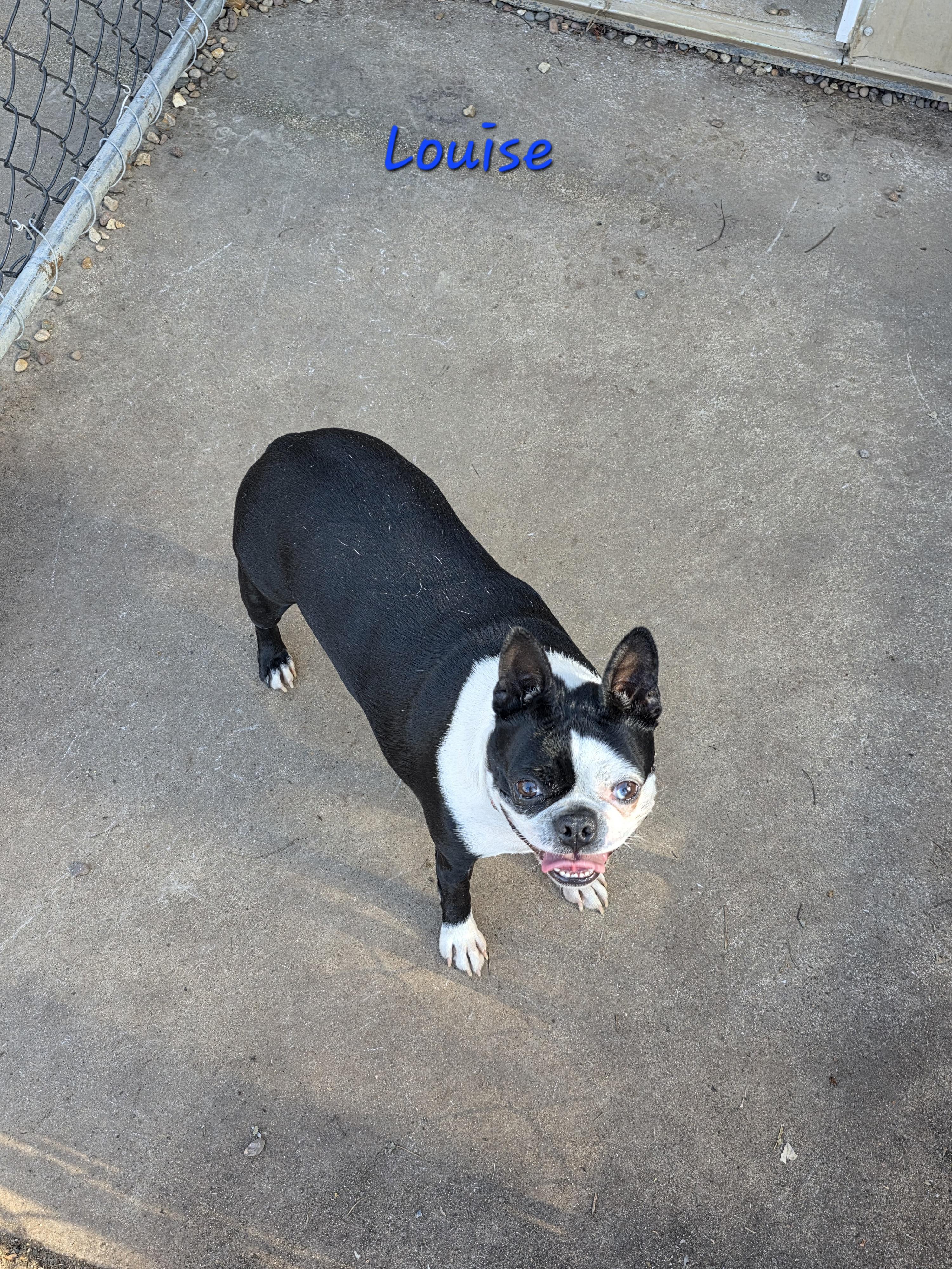 Enlarge Louise, a Adoptable mixed breed in Wever, IA image 3/6