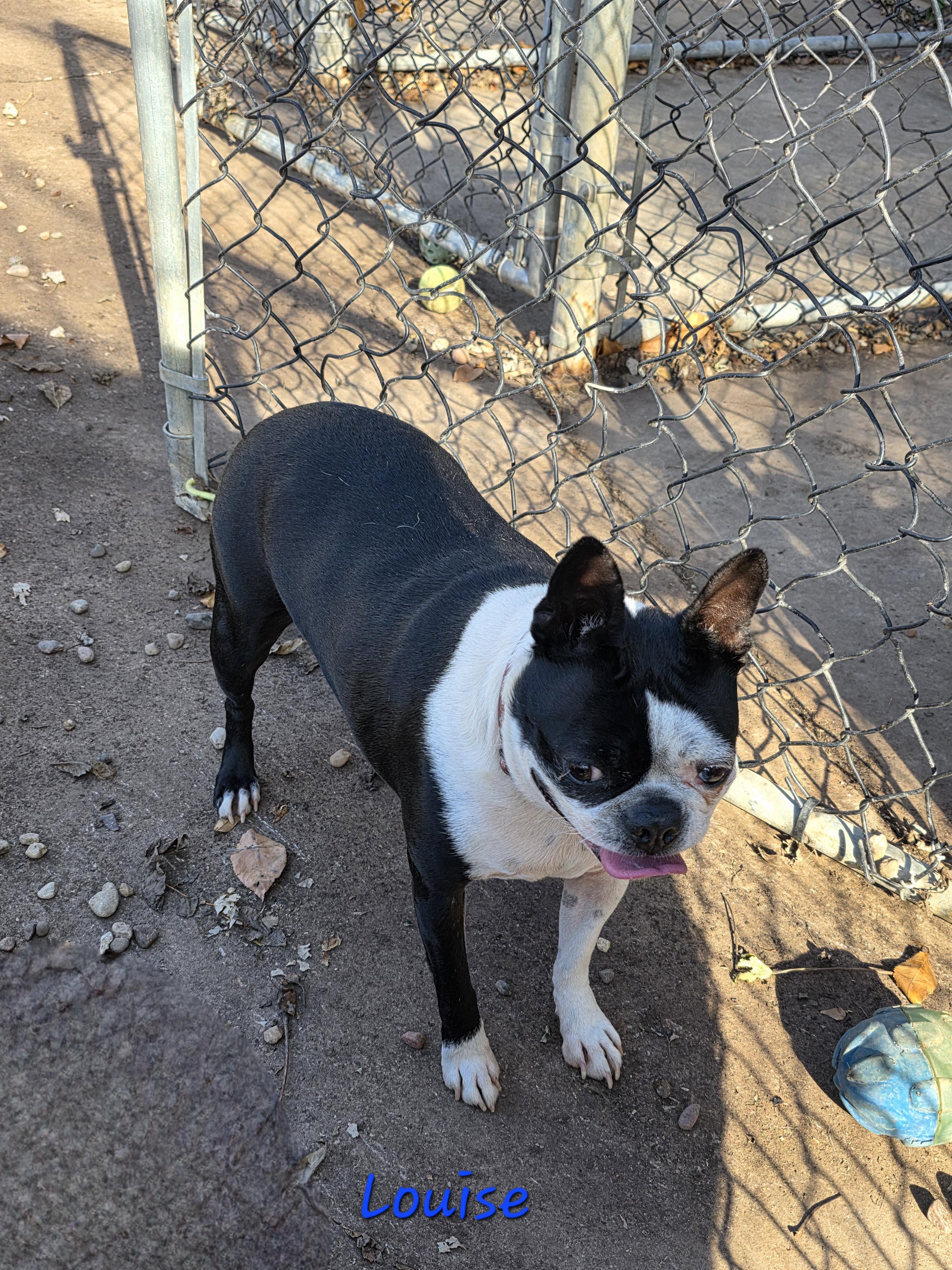 Enlarge Louise, a Adoptable mixed breed in Wever, IA image 4/6