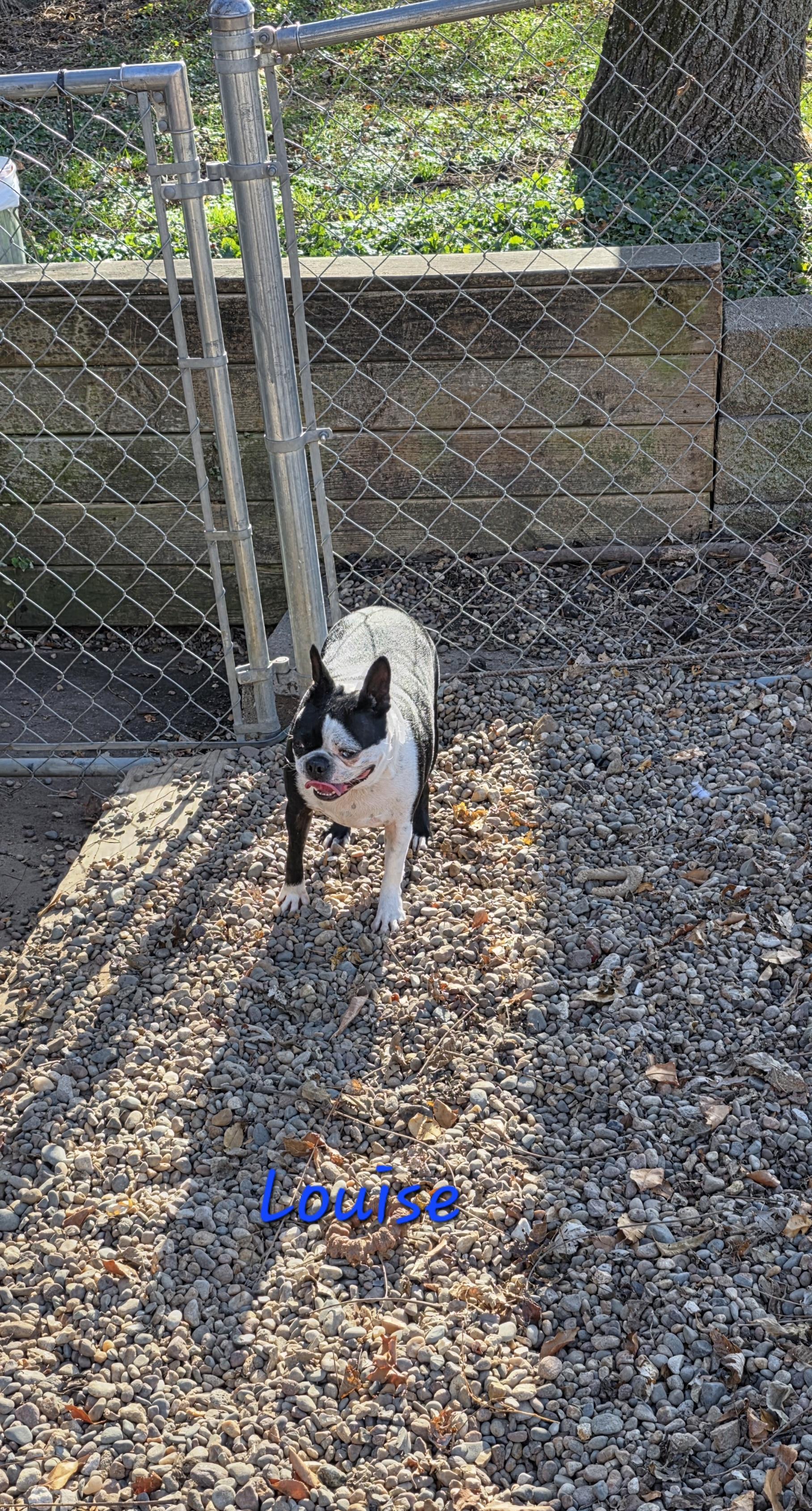 Enlarge Louise, a Adoptable mixed breed in Wever, IA image 5/6