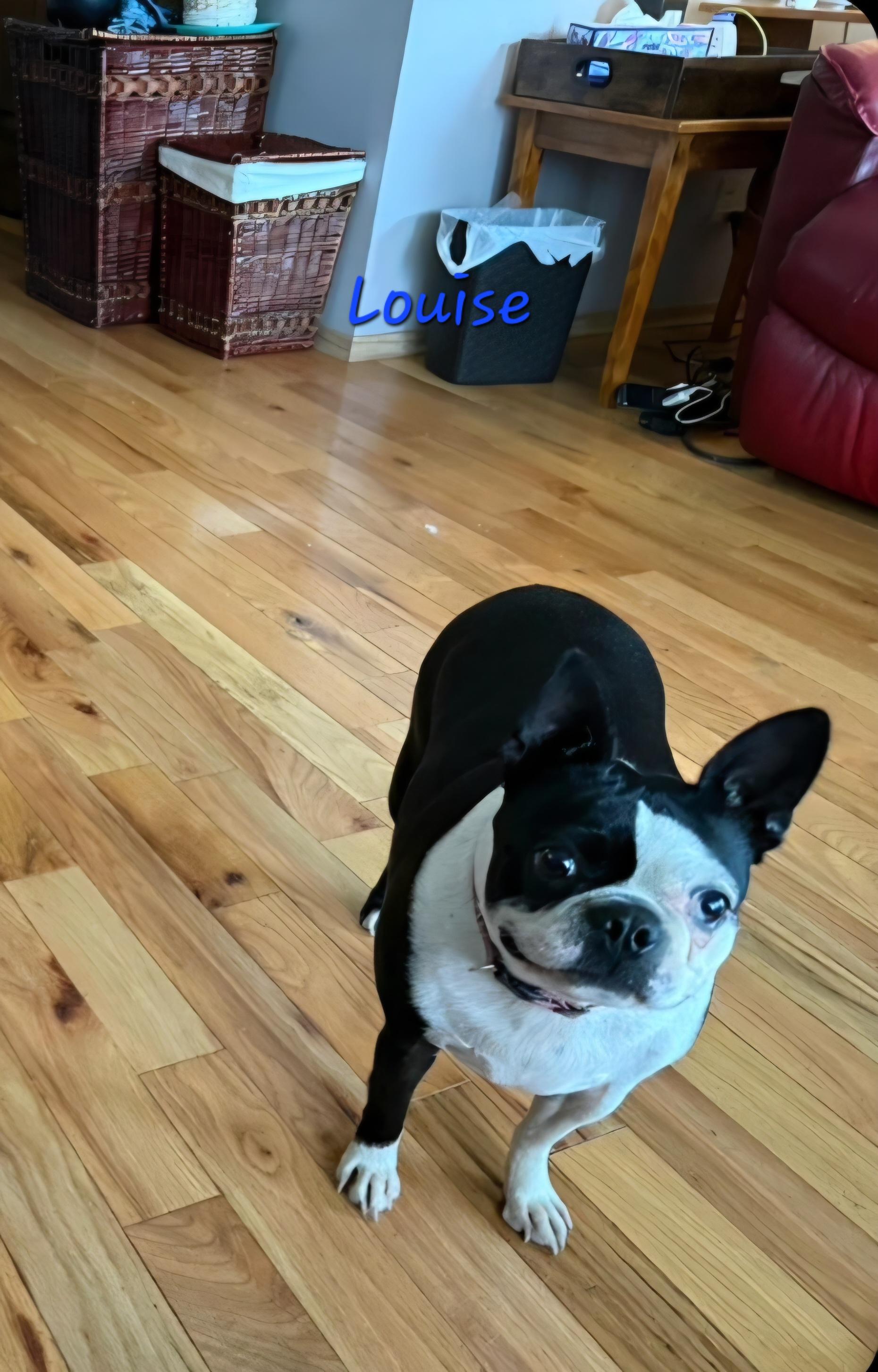 Enlarge Louise, a Adoptable mixed breed in Wever, IA image 6/6