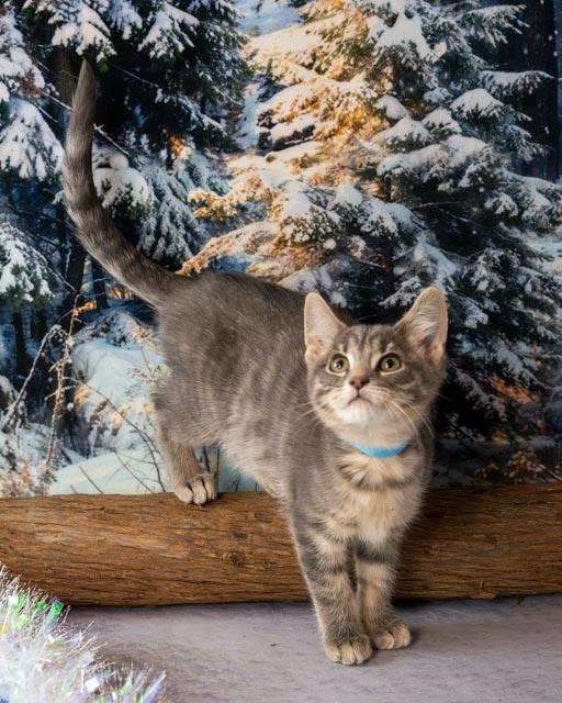 Enlarge Avery, an adopted Domestic Short Hair in Lapeer, MI image 4/4