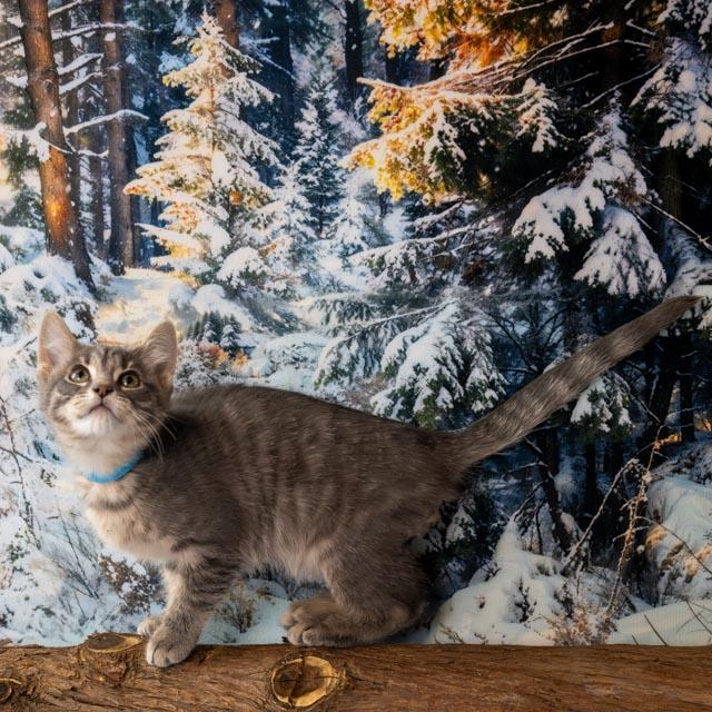 Enlarge Avery, an adopted Domestic Short Hair in Lapeer, MI image 3/4